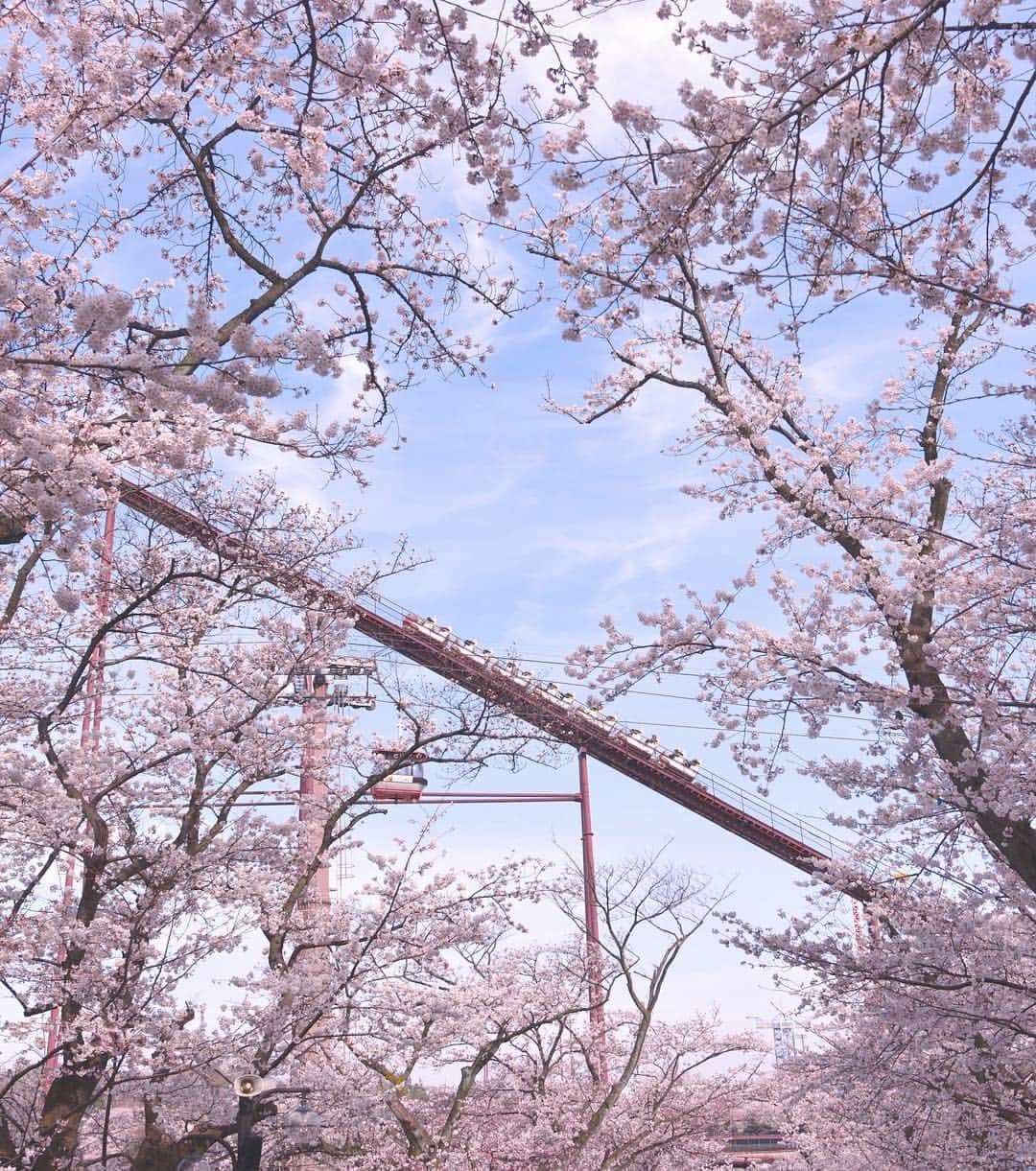 よみうりランドさんのインスタグラム写真 - (よみうりランドInstagram)「【昨年のソメイヨシノ】  まもなく園内の桜（ソメイヨシノ）が咲き始めます。  3月21日〜4月7日まで開催される夜桜ジュエルミネーション。桜と宝石イルミネーションが織りなす幻想的な春景色をお楽しみください。 ※写真は2018年3月26日に撮影したものです。  #よみうりランド #東京 #Tokyo  #Japan #amusementpark #イルミネーション #ジュエルミネーション #jewellumination  #illumination  #光 #ファミリー #家族 #遊園地  #週末 #小旅行 #女子旅 #観光 #観光スポット #観光地 #instagood  #インスタ映えスポット #trip #いいねしてね #海外旅行大好き  #flowers #花 #春  #桜　#花見」3月20日 20時50分 - yomiuriland