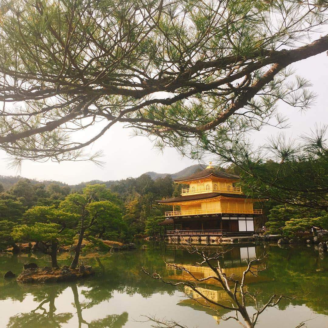 坂東亀三郎さんのインスタグラム写真 - (坂東亀三郎Instagram)「ベタに、 金閣寺。 訪日観光客の多さ。  帰りに上賀茂神社近くから川沿いを歩いたら櫻が。  2枚目と3枚目、どちらがお好み？  #御朱印 #御朱印帳 #金閣寺 #彦印帳 #歌舞伎 #音羽屋 #歌舞伎役者 #彦三郎 #坂東彦三郎 #九代目 #歌舞伎部 #otowayabando #彦さんぽ コメントはお気軽に📝」3月20日 20時55分 - otowayabando