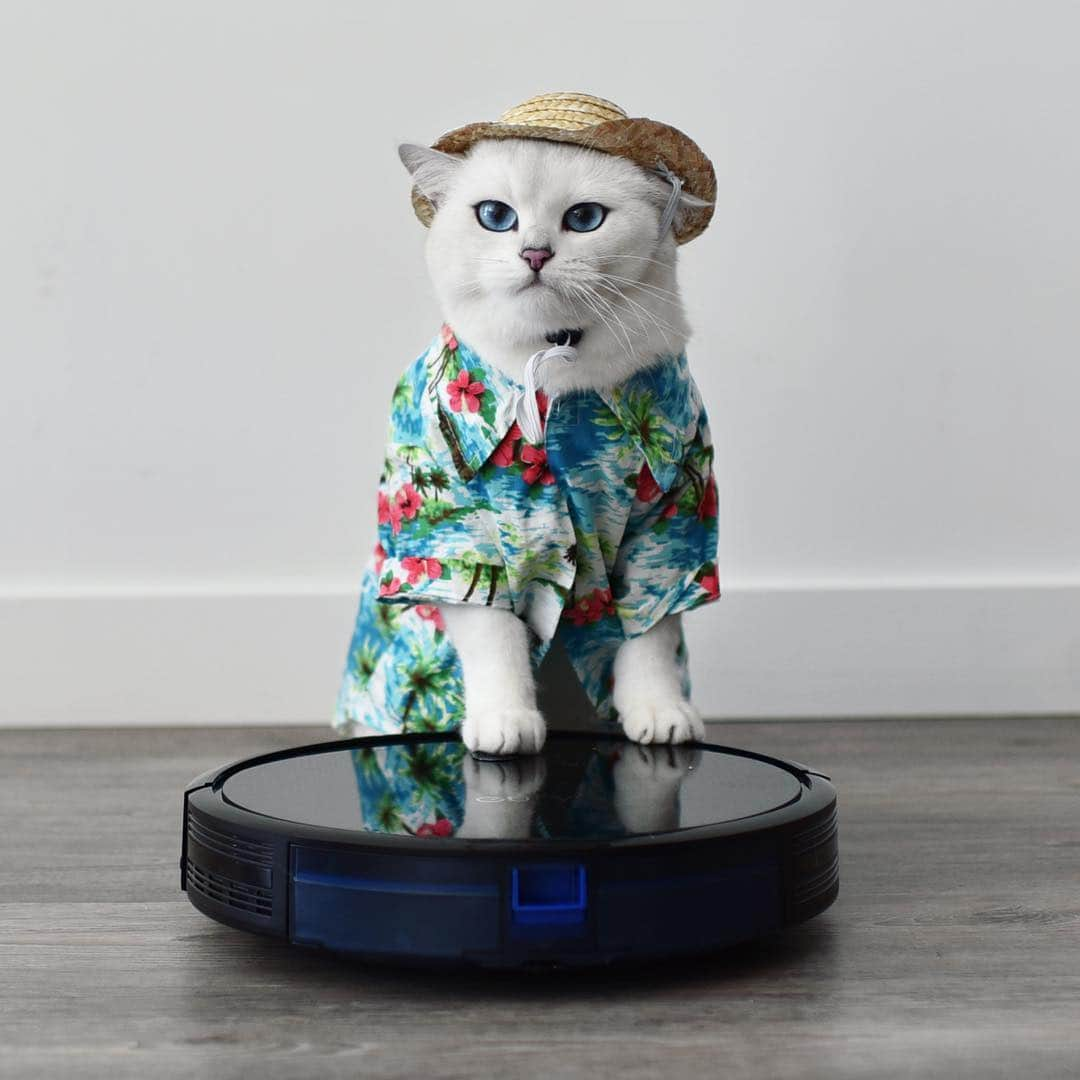 コビーさんのインスタグラム写真 - (コビーInstagram)「Going on a living room safari with my new #eufyRoboVac. Since I’m currently shedding my winter fluff, it couldn’t have come at a better time. Get £67 off @eufyofficial with discount code EUFYSP18. Check out my story to see more. #sponsored」3月20日 21時25分 - cobythecat