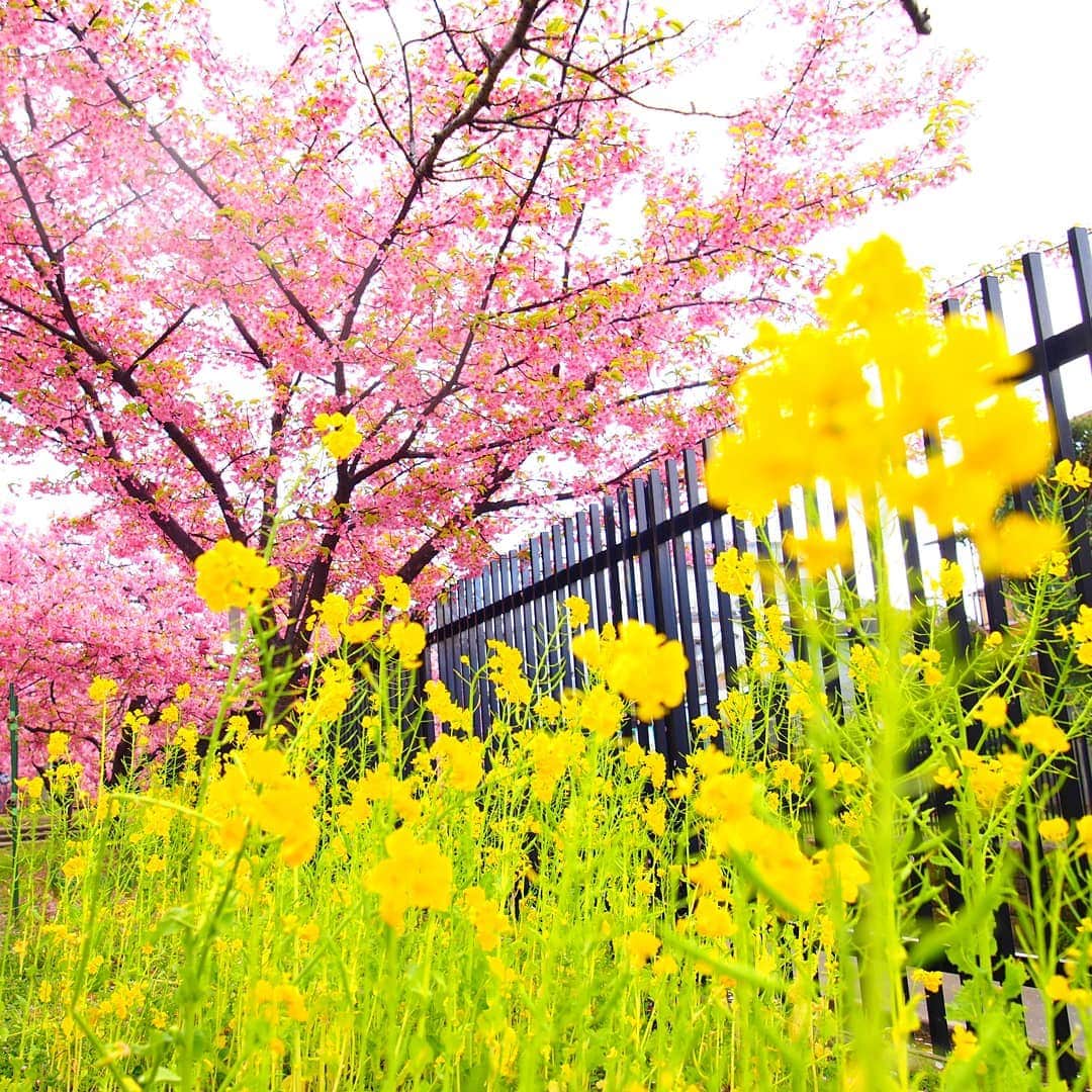 のインスタグラム：「#淀水路 には #菜の花 が咲いている場所もあります。黄色とピンクの共演です！  春の京都ジェニックキャンペーン開催中！ https://camp-in.jp/kyotogenic-spring2019  #visitkyoto #kyotogenic #kyototravel #japantrip #kyototrip #ig_kyoto #kyoto_style #springinkyoto #sakura #cherryblossom #rapeblossoms Kyoto Official Travel Guide http://kyoto.travel/en  #京都 #京都ジェニック  #未来に残したい京都  #京都好きな人と繋がりたい #穴場スポット #とっておきの京都 #河津桜 #満開 オフィシャルサイト「京都観光NAVI」 http://kanko.city.kyoto.lg.jp」