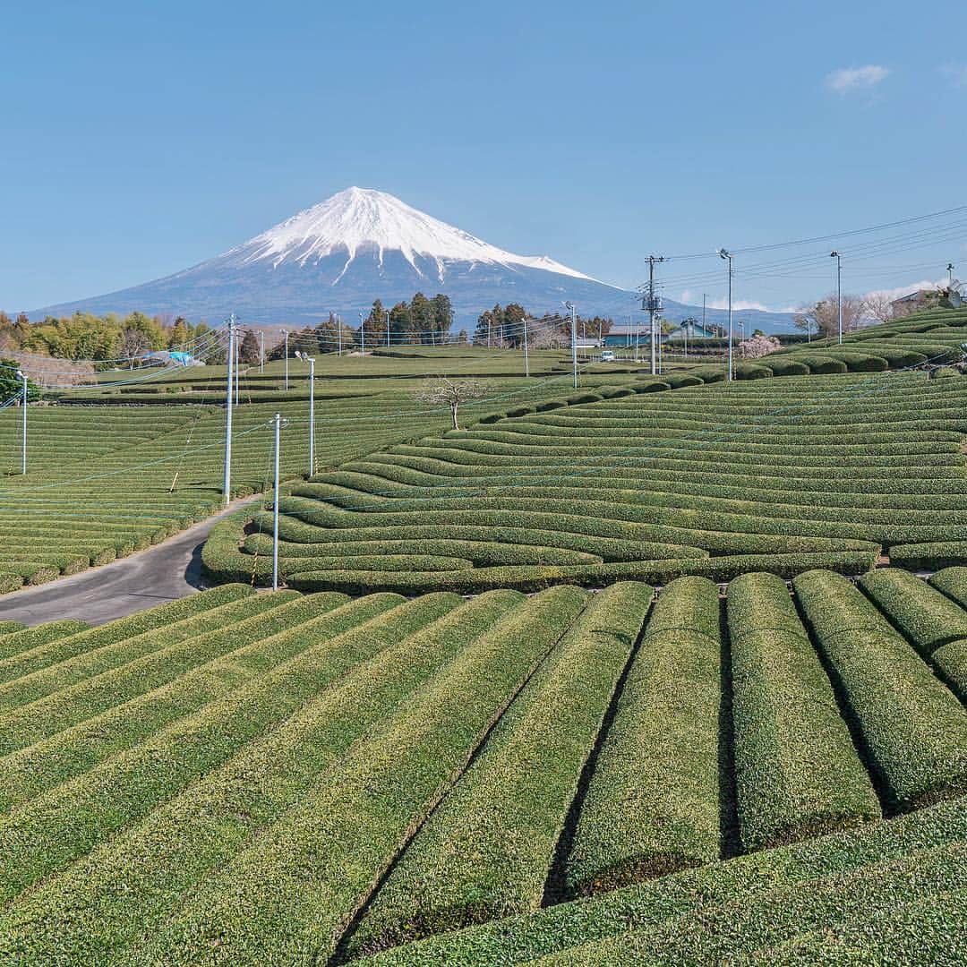 のインスタグラム：「*﻿ *﻿ 🗻🌱﻿ *﻿ *﻿ また新芽の時に行こうっと😊﻿ ﻿ α7RII × FE 24-70mm F2.8 GM﻿ ﻿ 2019.03.12  10:23a.m.﻿ ﻿ #富士山 ﻿ #富士山が好き ﻿ #世界遺産 ﻿ #茶畑 ﻿ #tea_plantation﻿ #worldheritage ﻿ #mountain﻿ #α7rii ﻿ #A7R2﻿ #mt_fuji ﻿ #fujiyama ﻿ #sonyalpha ﻿﻿﻿﻿ #sony﻿﻿﻿﻿ #japan﻿﻿﻿﻿ #MyRRS﻿﻿ #reallyrightstuff﻿﻿ #fstopgear﻿ #yourshotphotographer﻿ #BeAlpha」
