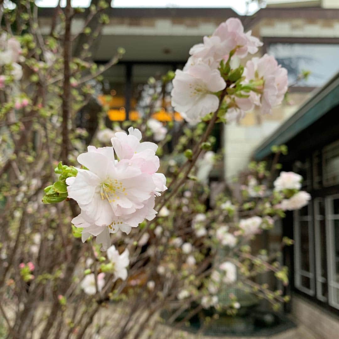 Leau a la boucheさんのインスタグラム写真 - (Leau a la boucheInstagram)「・ 春を感じる季節になりました。 teamネストの皆さんが 今年もロアラブッシュのガーデンを 桜の生け込みで華やかに装飾してくれました✨ 今週は『みやこ桜』です。 4/14まで、さまざまな桜をお楽しみいただけます。  入口の桜は、まだ蕾なので 先ずはガーデンの桜と花壇の春のお花を 愉しみにいらしてください。 ・ #桜 #cherryblossom #春 #spring #桜フェア #フラワーズネスト #flowersnest  #ロアラブッシュ  #leaualabouche  #ig_japan #ig_tokyo #レストランウェディング #ウェディングドレス #ウェディングフォト  #プロポーズレストラン #記念日 #結婚式 #披露宴 #結婚披露宴  #記念日 #東京 #表参道 #青山 #渋谷  #旅行結婚 #日本婚禮 #日本婚禮場地 #日本婚紗攝影  #restaurant #restaurantwedding #wedding」3月20日 21時42分 - maison_du_musee_tokyo_aoyama