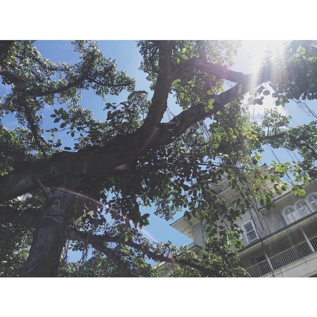 中津悠希さんのインスタグラム写真 - (中津悠希Instagram)「Moana Surfrider🏝🏝💕 #hawaii #ハワイ #family #trip #moanasurfrider」3月20日 21時56分 - yukinakatsu