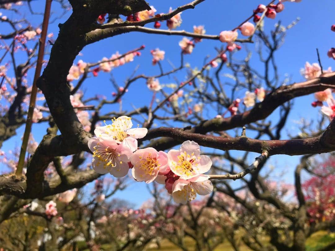 尾島早都樹さんのインスタグラム写真 - (尾島早都樹Instagram)「きょうの県内は 気温が20度とポカポカ陽気！ #内山邸 の#梅園 を取材してきました！ . 平日にも関わらず来場者数は 500人以上だったんだとか！ . 梅の甘い香りがして、 春を感じられるステキな場所でした☺️💓 . 今年はたくさんお花見に行きたい🌸🍡 . #チューリップテレビ #N６ #お天気ニュース #梅」3月20日 21時58分 - ojima_satsuki