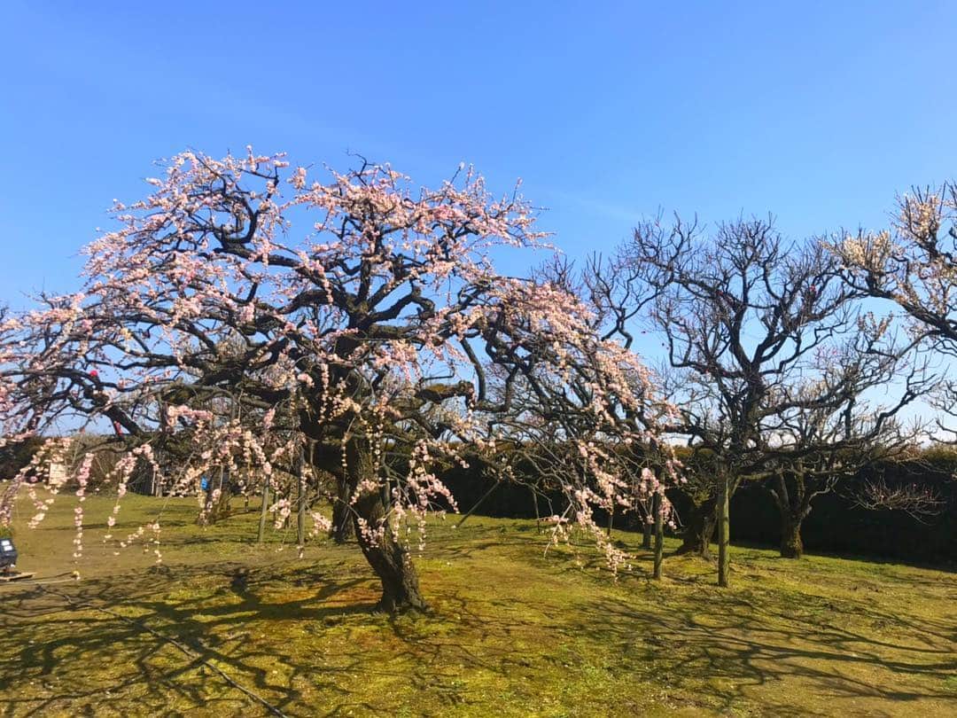 尾島早都樹さんのインスタグラム写真 - (尾島早都樹Instagram)「きょうの県内は 気温が20度とポカポカ陽気！ #内山邸 の#梅園 を取材してきました！ . 平日にも関わらず来場者数は 500人以上だったんだとか！ . 梅の甘い香りがして、 春を感じられるステキな場所でした☺️💓 . 今年はたくさんお花見に行きたい🌸🍡 . #チューリップテレビ #N６ #お天気ニュース #梅」3月20日 21時58分 - ojima_satsuki