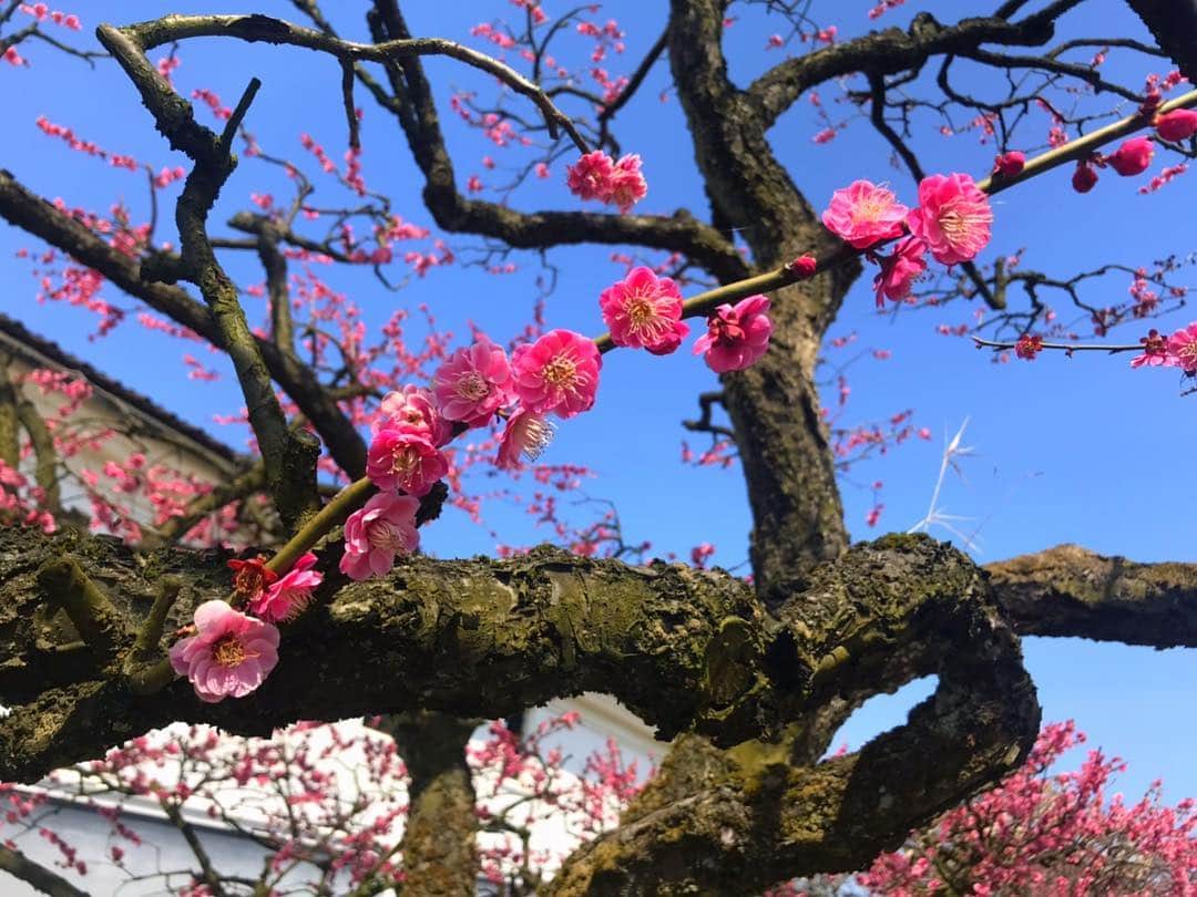 尾島早都樹さんのインスタグラム写真 - (尾島早都樹Instagram)「きょうの県内は 気温が20度とポカポカ陽気！ #内山邸 の#梅園 を取材してきました！ . 平日にも関わらず来場者数は 500人以上だったんだとか！ . 梅の甘い香りがして、 春を感じられるステキな場所でした☺️💓 . 今年はたくさんお花見に行きたい🌸🍡 . #チューリップテレビ #N６ #お天気ニュース #梅」3月20日 21時58分 - ojima_satsuki