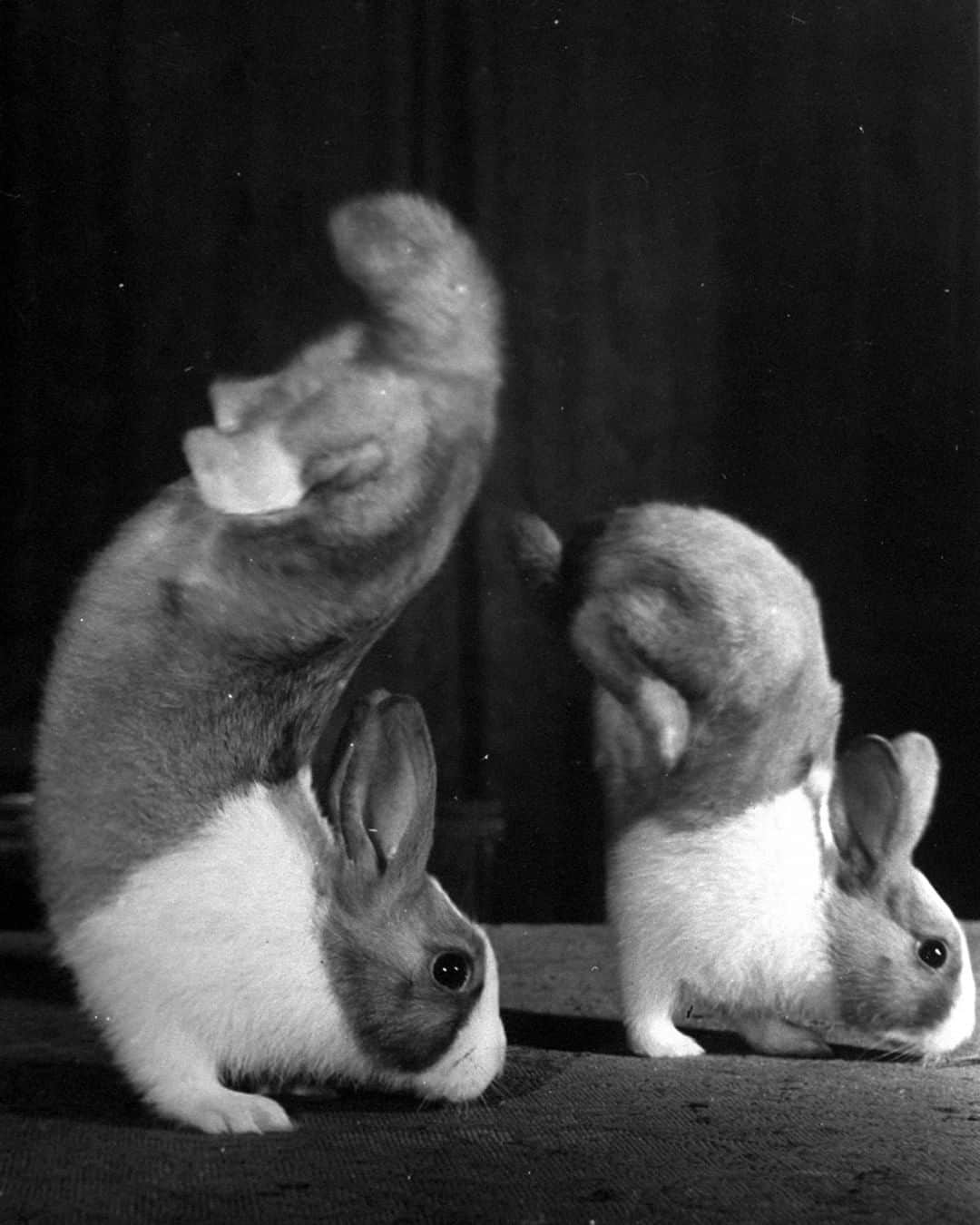 lifeさんのインスタグラム写真 - (lifeInstagram)「Two young Dutch rabbits that walk on their front paws, 1946. (George Rodger—The LIFE Picture Collection/Getty Images) #wildLIFEwednesday #rabbitsofinstagram」3月20日 22時04分 - life