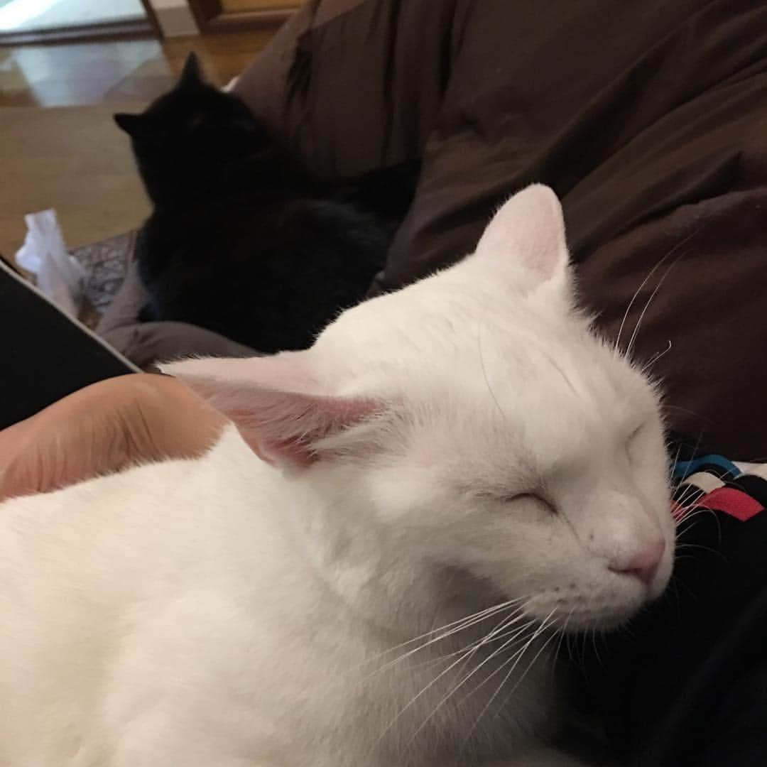 金巻ともこさんのインスタグラム写真 - (金巻ともこInstagram)「腕の中で眠るハクと遠くのクロ #kurohakuchai #猫多頭飼い #whitecat #blackcat #猫 #白猫 #黒猫」3月20日 22時14分 - tomotomoco