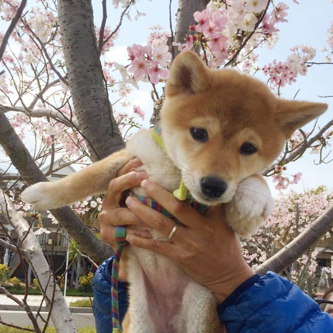 柴犬ハル&保護犬すずさんのインスタグラム写真 - (柴犬ハル&保護犬すずInstagram)「🌸cherry blossom 🌸 . 鹿児島もあと少しで開花です🌸 . #写真は3年前 #赤ちゃん時代のハルだよ #体重3キロくらいのフワフワ #鉄腕アトムの髪型時代 #今年は花見しまくるぞー！ . #柴犬#柴#kagoshima#dog#puppy#shibainu#shibastagram#いぬバカ部#family#鹿児島#赤柴#雑種#天文館#日本犬#保護犬を家族に#桜#花見」3月20日 22時08分 - haruharu040777