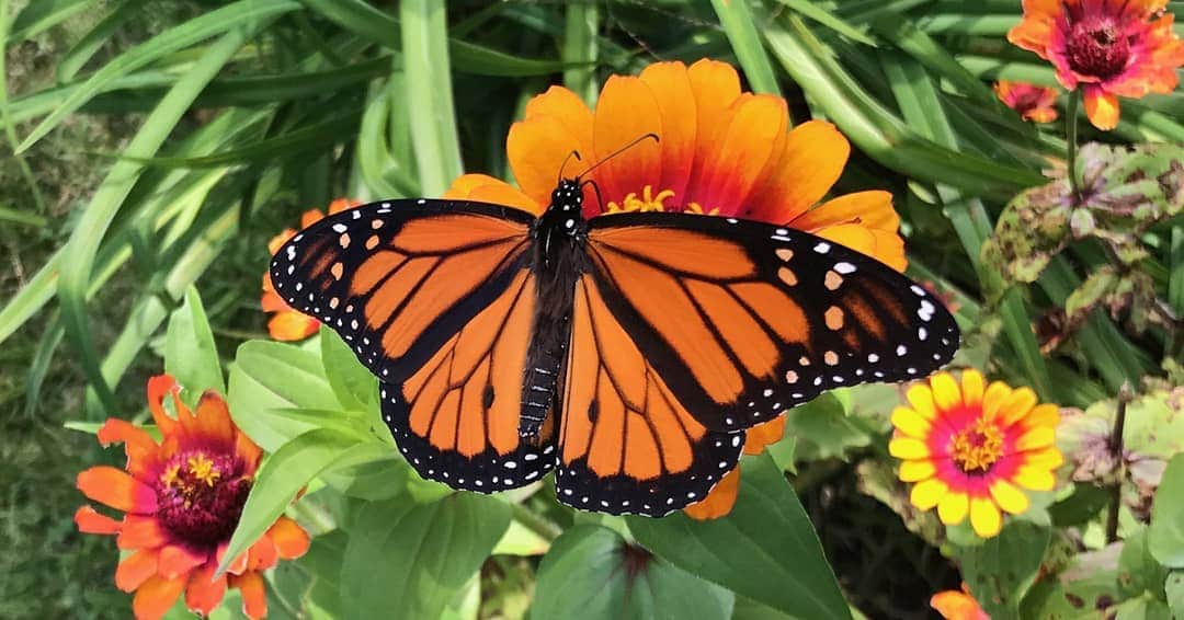 のインスタグラム：「Spring, sweet spring! Monarchs are the true leaders of this bloom filled kingdom. With prevailing spirit, they are lovers and fighters. They travel thousands of miles and mate in mid air for days on end. One could say the butterfly is a flying flower, and the flower a tethered butterfly, because plant and animal spirits joyously intertwine during this magical time of year. We are all welcomed to be children of this earth once again, to play in its gardens and witness our own marvelous renewal. 🦋 🌼 🌿 ☀️」