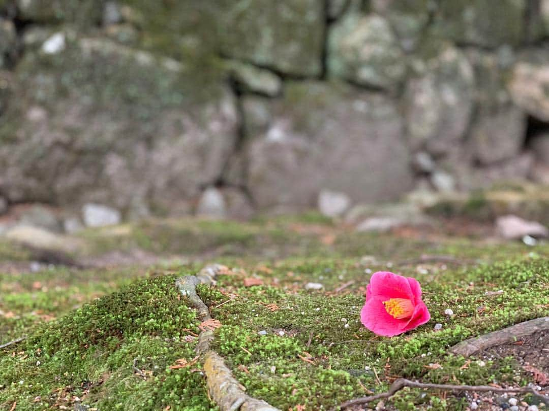 井浦新さんのインスタグラム写真 - (井浦新Instagram)「散らずにおちて ぽとり 春の始まりを告げる音 春分の朝 おはようさん #春分 #二十四節気 #椿」3月21日 8時15分 - el_arata_nest