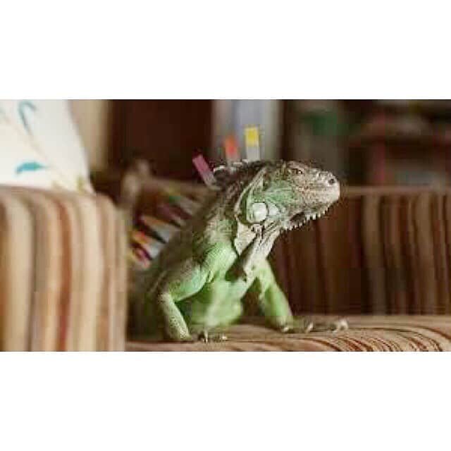 takuma watanabeさんのインスタグラム写真 - (takuma watanabeInstagram)「#ツレがうつになりまして 。 #ツレうつ #ガンバらないぞ ！ #すこやかなる時も病める時も君と一緒にいたい 。 #細川貂々 #宮﨑あおい (ハルさん) #堺雅人 (ツレ) ツレ曰く #あとで が大切☺️ #焦らず (あ) #特別扱いをしない (と) #できることとできないことを見分けよう (で) #イグアナのイグ  #🦎 #宇宙風邪  #👽🛸😷 #🐢 #髙崎 ⭕️ #高崎 ❌」3月21日 8時34分 - takumagram