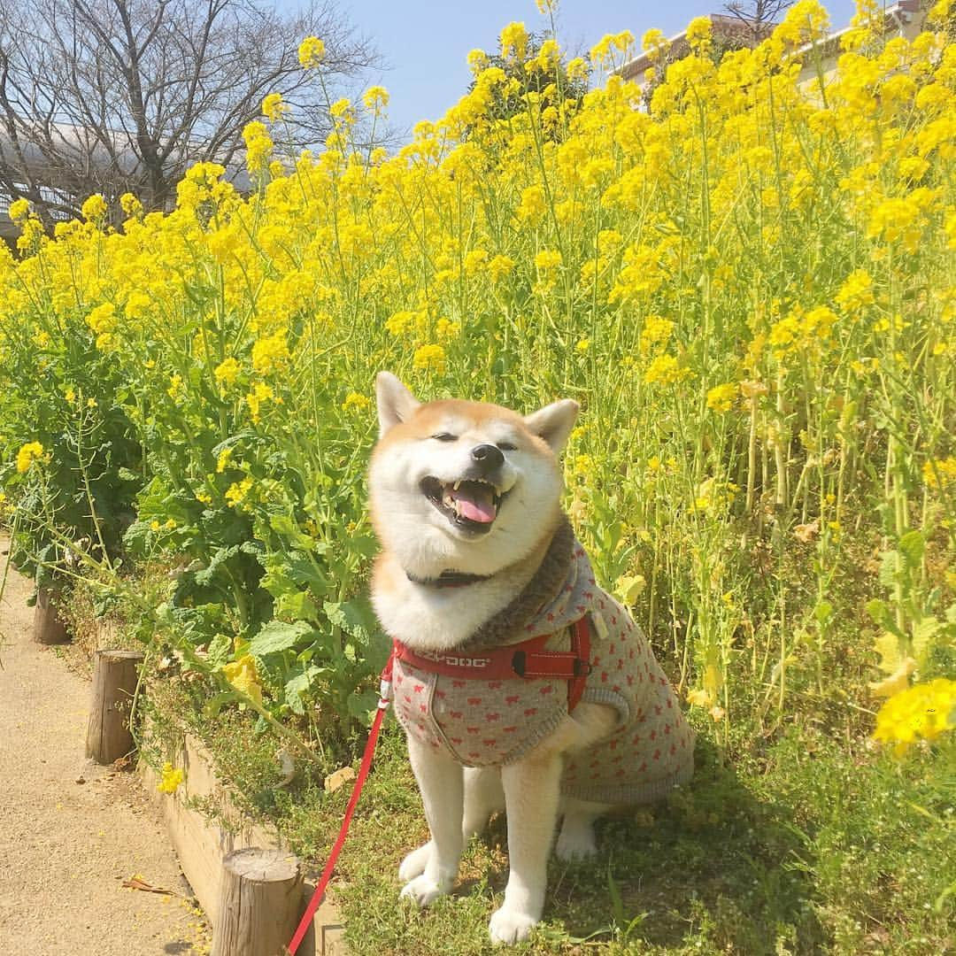 てんパパさんのインスタグラム写真 - (てんパパInstagram)「南大沢のアウトレット内の園芸屋さんから階段を下りたところ、大通りからも見える菜の花畑にて。 #春ですね #菜の花畑 #メゾンドクルミ #花とてん」3月21日 8時38分 - tenchan.shiba