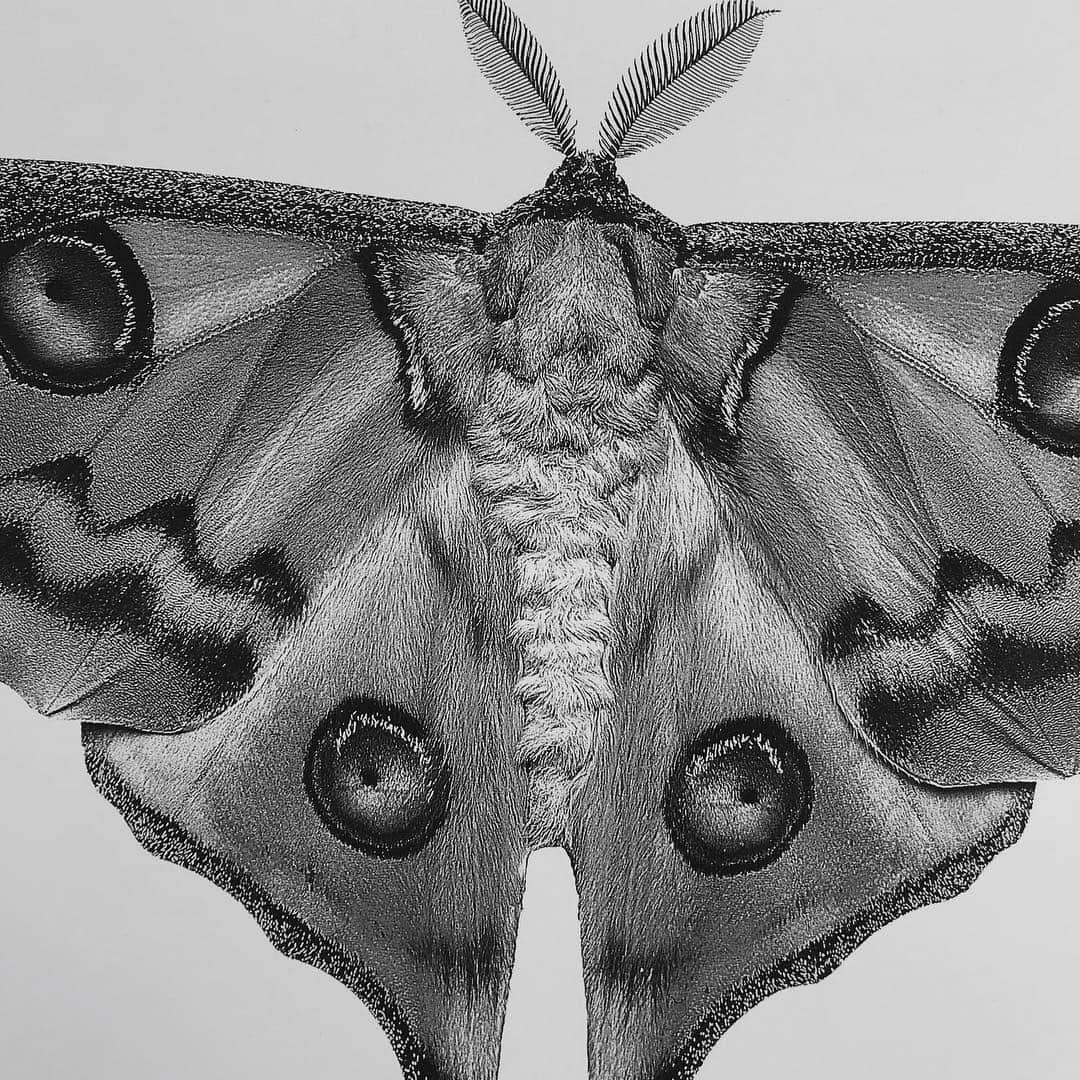 ライカさんのインスタグラム写真 - (ライカInstagram)「Taking inspiration from Irving Penn, German photographer Jan C. Schlegel (@janschlegel) experiments with platinum and iridium printing techniques to create such stunningly detailed images. This photo of a Madagascan moon moth was captured with the Leica S. Discover the professional Leica S-System for yourself via the bio link.  #LeicaCamera #Leica #🔴📷 #Leicagram #LeicaS #TheLeicaLook #Leica_World #LeicaWorld #LeicaClub #LeicaSociety #Leicaphoto #platinumprint #alternativephotography #bwmasters #mastersofvisuals #irvingpenn」3月21日 0時01分 - leica_camera