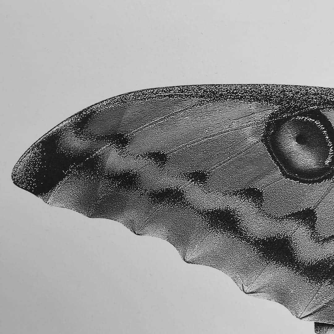 ライカさんのインスタグラム写真 - (ライカInstagram)「Taking inspiration from Irving Penn, German photographer Jan C. Schlegel (@janschlegel) experiments with platinum and iridium printing techniques to create such stunningly detailed images. This photo of a Madagascan moon moth was captured with the Leica S. Discover the professional Leica S-System for yourself via the bio link.  #LeicaCamera #Leica #🔴📷 #Leicagram #LeicaS #TheLeicaLook #Leica_World #LeicaWorld #LeicaClub #LeicaSociety #Leicaphoto #platinumprint #alternativephotography #bwmasters #mastersofvisuals #irvingpenn」3月21日 0時01分 - leica_camera