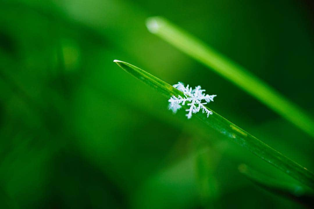 NikonUSAさんのインスタグラム写真 - (NikonUSAInstagram)「The calendar may say that today is the first day of #spring, but the temperature says otherwise. How are you capturing juxtaposition in nature? #FirstDayofSpring #Nature #NaturePhotography」3月21日 0時06分 - nikonusa