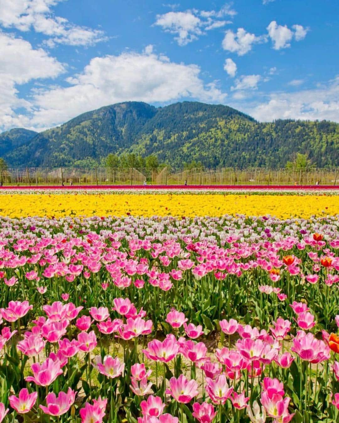 アメリカ自然史博物館さんのインスタグラム写真 - (アメリカ自然史博物館Instagram)「It’s the first day of spring! That means you’ll likely start to see (and smell) a lot more of this flower…the tulip! 🌷It’s a member of the Liliaceae family, which also includes lilies. The tulip is a bulbiferous plant: its organs are stored within a bulb underground, from which the main stem and flower emerges. This flower was first cultivated in Persia, but today, it’s widely grown for its pop of color and can be spotted around the world. Do you have a favorite spring flower? Photo: GoToVan」3月21日 0時16分 - amnh