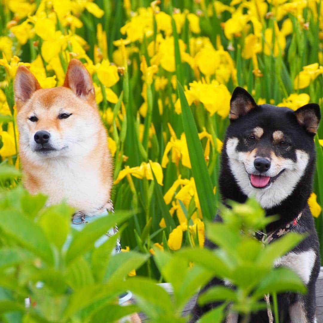 vo_coのインスタグラム：「🐾 最近夜中になると昔の写真を遡って漁ってしまう… ころこた時代、いい写真たくさんあって目移りするー！ これは5年くらい前、場所どこだったかな…舎人公園の菖蒲かな？ こたつ、ころと一緒だと顔が嬉しそうなんだよなー * Kotatsu & Koro, 5years ago * #ころこた #ころこたdays #shibastagram #instashiba #shiba #shibainu #黒柴 #柴犬」