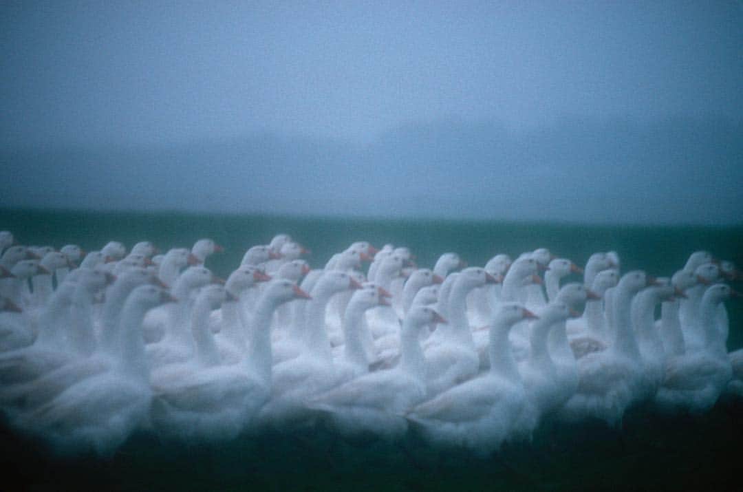 のインスタグラム：「Photo by @gerdludwig | A flock of Embden geese waddle through the pouring rain in Ebergotzen, Germany. #Geese #Germany」