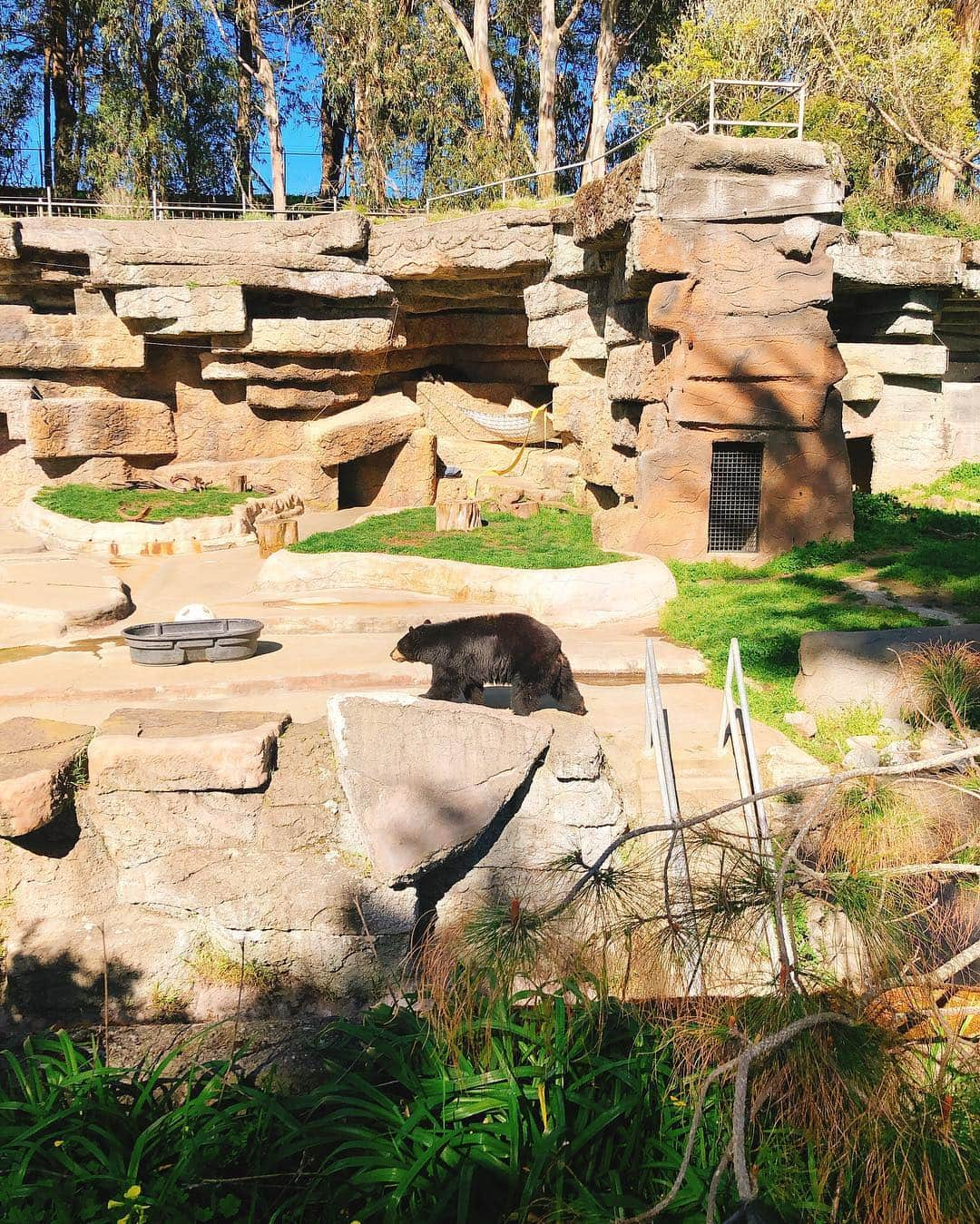 チェ・スルギさんのインスタグラム写真 - (チェ・スルギInstagram)「. San francisco🇺🇸 . . - San francisco zoo . 호랑이 🐯짱멋있어  파란하늘 너무 좋다 +_+💕」3月21日 0時44分 - angel9028