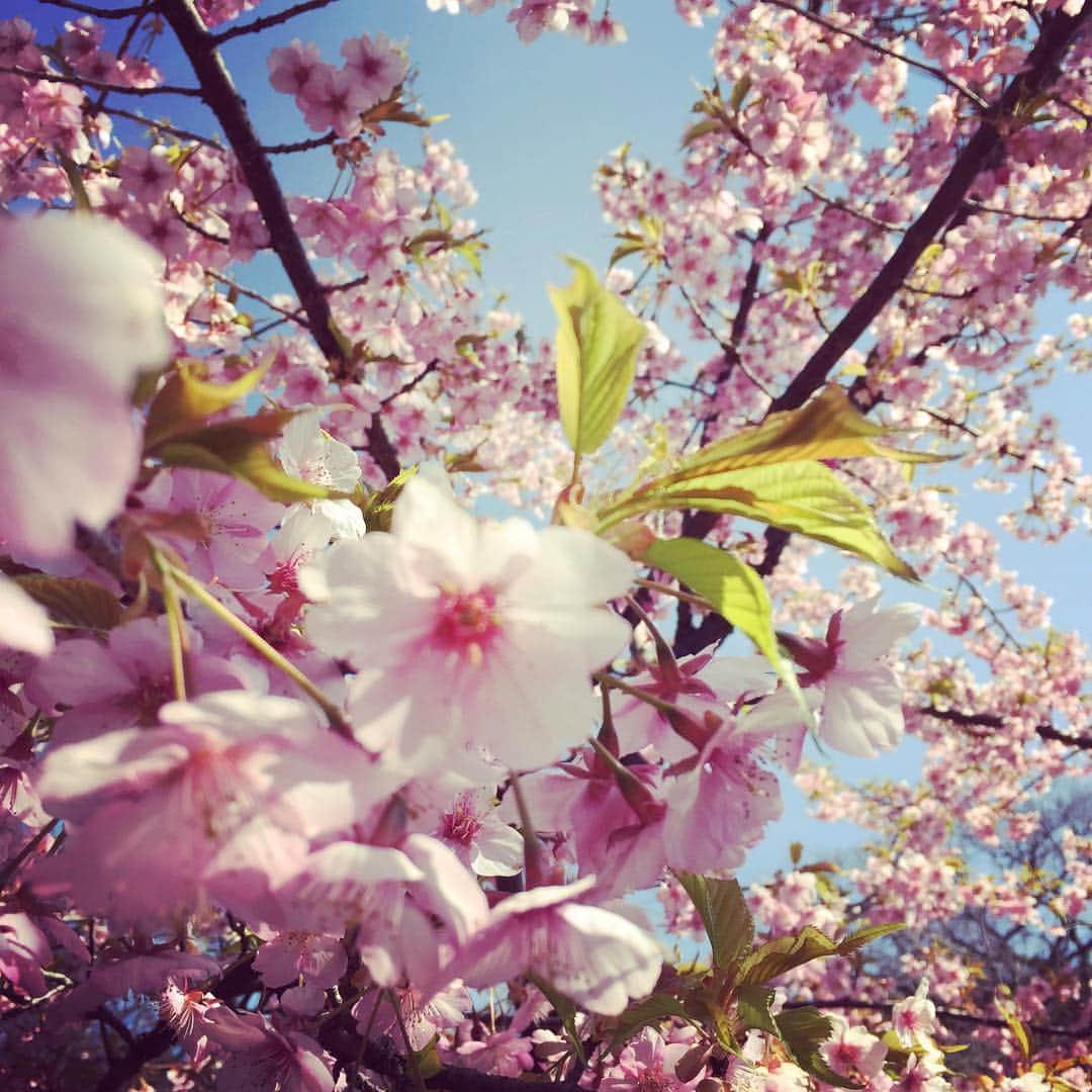 岸田繁さんのインスタグラム写真 - (岸田繁Instagram)「ウェイウェイ咲いとる」3月21日 1時00分 - kishidashigeru