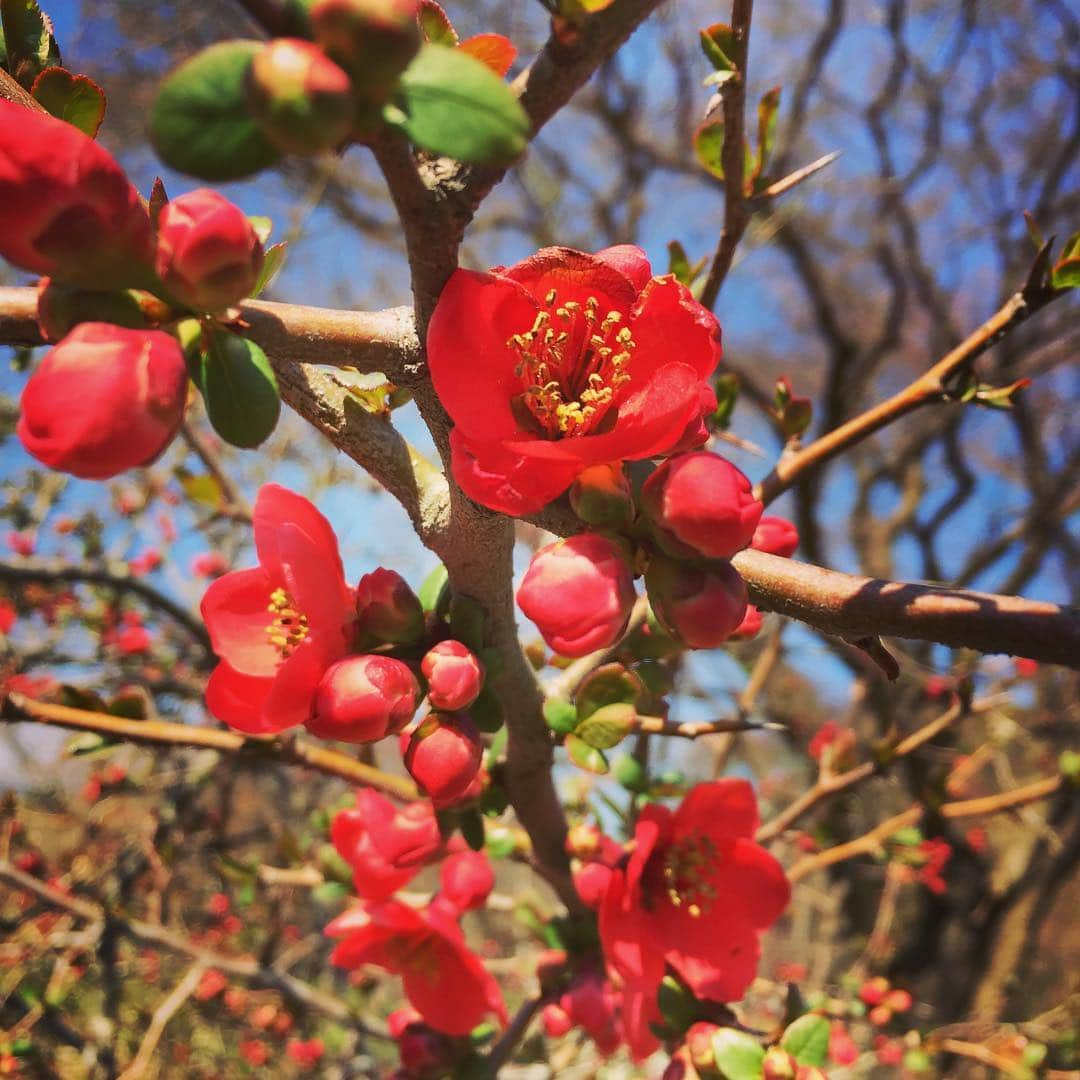 岸田繁さんのインスタグラム写真 - (岸田繁Instagram)「ボケかわいい」3月21日 1時02分 - kishidashigeru