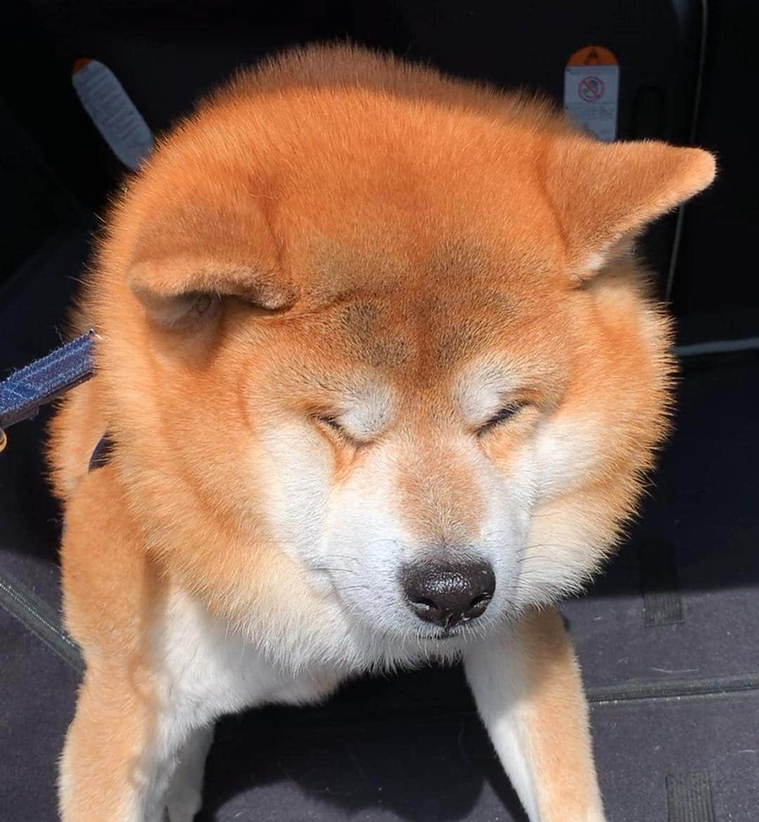 shibainu berryさんのインスタグラム写真 - (shibainu berryInstagram)「🐻No! I I'd like still to take a drive.🚙 車から降りたくない#イヤイヤさん 😦😓😰 ハーネスなのにこんな顔なるんやね🐻 #❤️迷子犬の掲示板応援団 @maigo_dog  #❤️迷子犬の掲示板四国応援団 @maigo_dog_shikoku #柴犬 #べりやん #べりむく #多頭飼い #berry #shiba #shibainu  #shibainumania #shibastagram #instashiba #ぷにっと部 #口角キュキュッと部  #チーム俺様 →部員絶賛募集中 #shiba_snap #proudshibas #west_dog_japan #サンデイ #instagramjapan #ふわもこ部 #pecoいぬ部 #pecotv #buzzfeedanimals #dogsofinstagram #dogsofinstaworld #dogs_of_instagram #9gag」3月21日 1時05分 - shibainu.berry