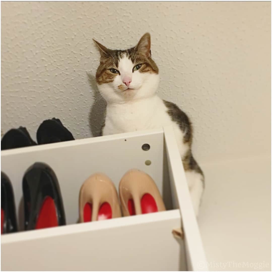 Misty The Moggieさんのインスタグラム写真 - (Misty The MoggieInstagram)「I am #Batman 🦇 Or #batcat I had a crazy zoomies moment and I always climb everywhere when this happens!」3月21日 1時06分 - mistythemoggie