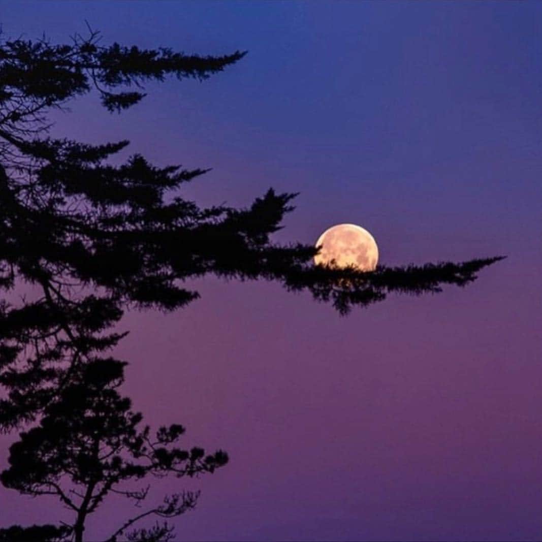 motherdenimさんのインスタグラム写真 - (motherdenimInstagram)「🌝 super moon x spring equinox 🌱 | The Equinox is a powerful time to tap into the Earth & the light of the Sun, as the length of day and night is nearly equal in all parts of the world #MotherNature 🌎 📸: @vincentjamesphotography」3月21日 1時07分 - motherdenim