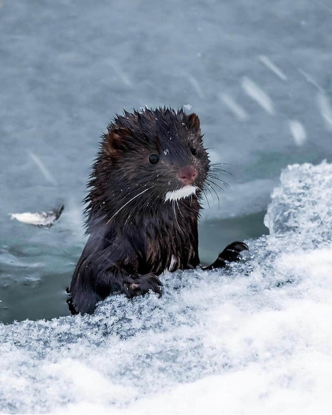 Discoveryさんのインスタグラム写真 - (DiscoveryInstagram)「“Ok and now a quick run back to the sauna.” 📸 + caption by Ossi Saarinen (@soosseli) . . . . #adventure #travel #nature #photography #potd #photooftheday #Finland #animals #wildlife」3月21日 1時16分 - discovery