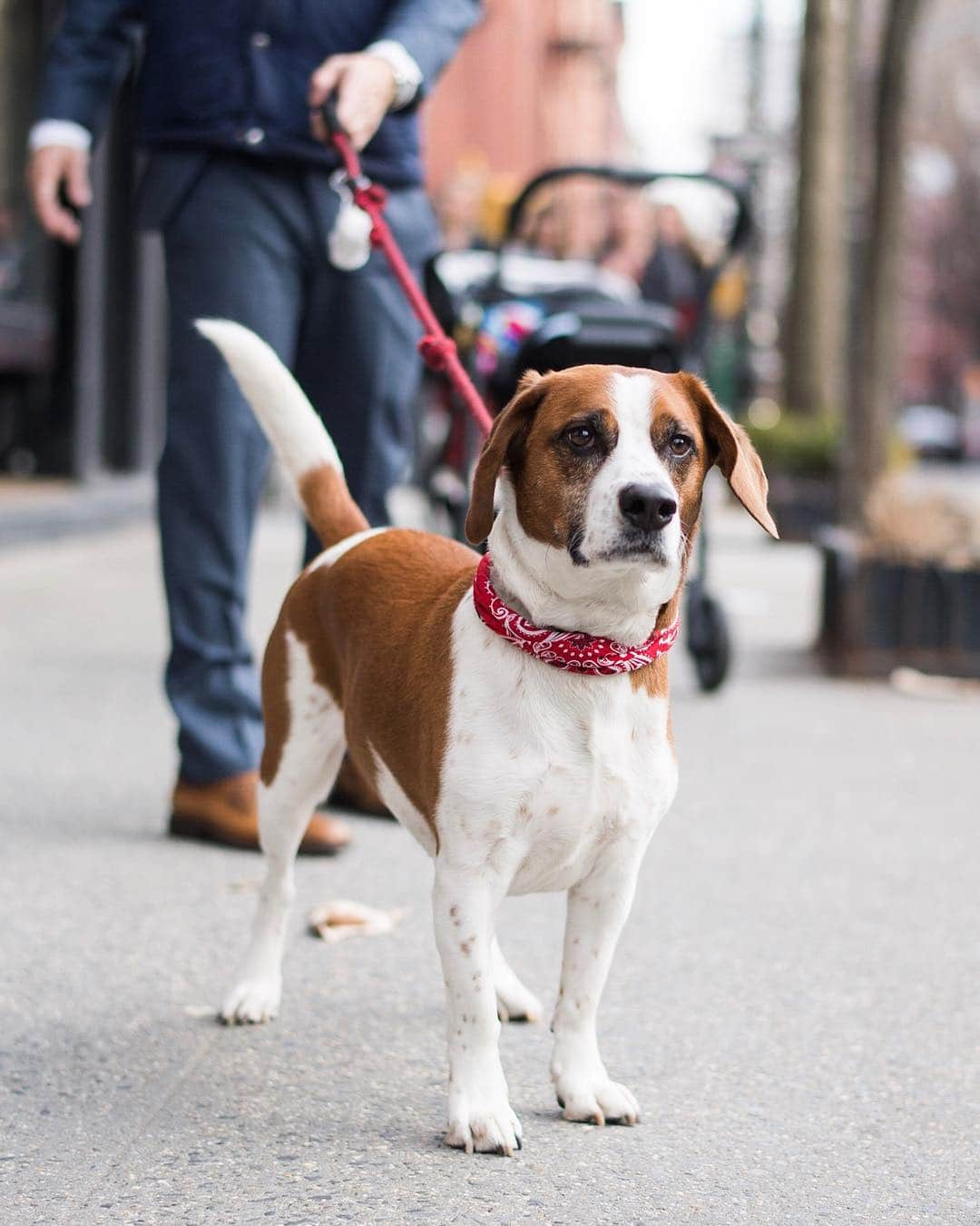 The Dogistさんのインスタグラム写真 - (The DogistInstagram)「Wacha Cohen, Beagle mix, Bleecker & Bank St., New York, NY • “He’s already famous!” @therealwacha」3月21日 1時25分 - thedogist