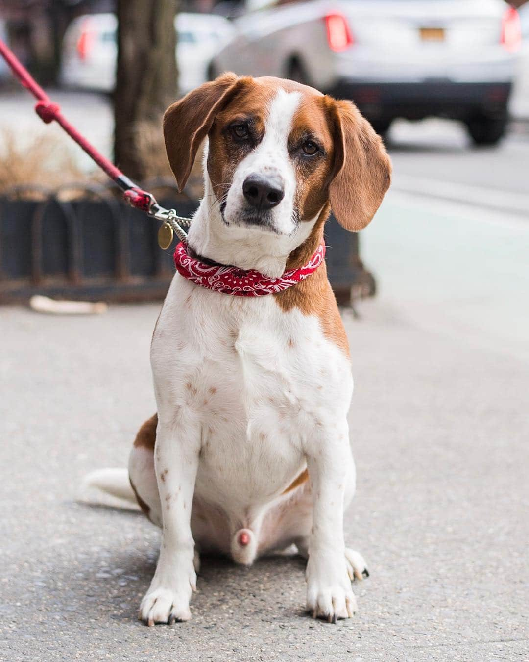 The Dogistさんのインスタグラム写真 - (The DogistInstagram)「Wacha Cohen, Beagle mix, Bleecker & Bank St., New York, NY • “He’s already famous!” @therealwacha」3月21日 1時25分 - thedogist