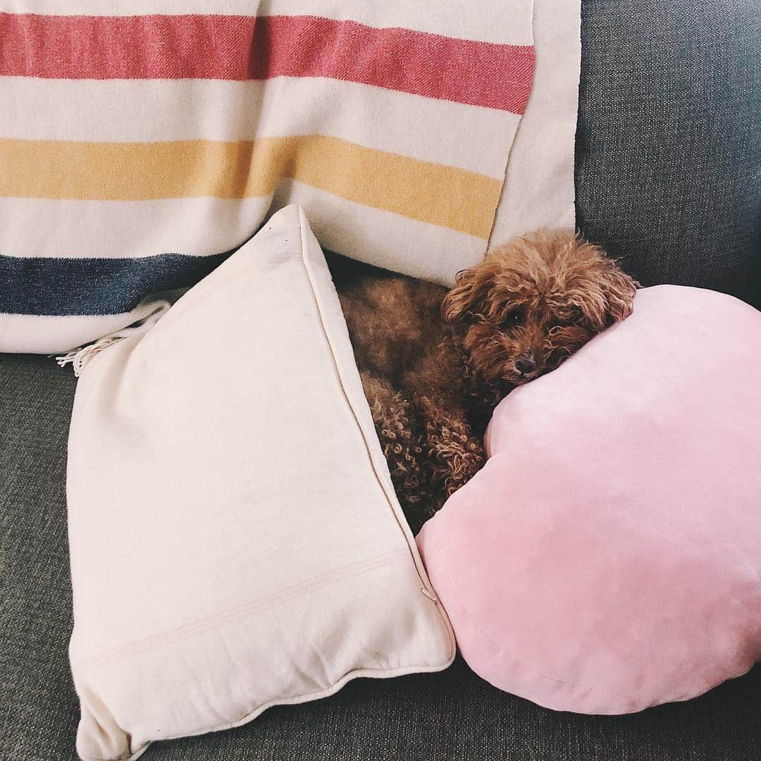 Loganのインスタグラム：「*finally* spring, time to crawl out of the pillow fort」