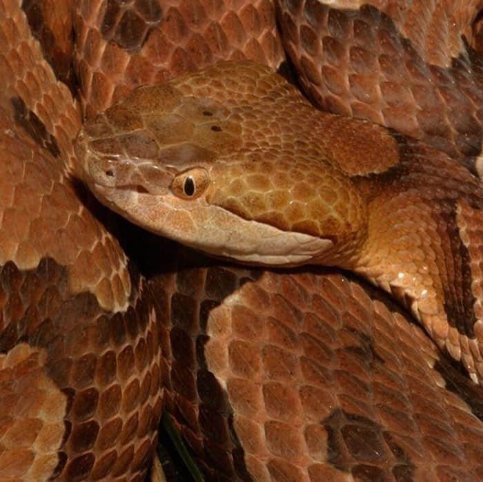 スミソニアン国立動物園さんのインスタグラム写真 - (スミソニアン国立動物園Instagram)「🐍 This local snake is sss-seriously cool! Lost fang? Not a problem for the Northern copperhead! Each snake has a series of five to seven replacement fangs located in the gums behind and above its current fangs. 👀 Sss-see Washington, D.C.'s only venomous snake at the Reptile Discovery Center! Don't miss keeper talks at 11 a.m. and 3 p.m. daily. PLAN YOUR VISIT: s.si.edu/2h3CN1W.」3月21日 1時44分 - smithsonianzoo