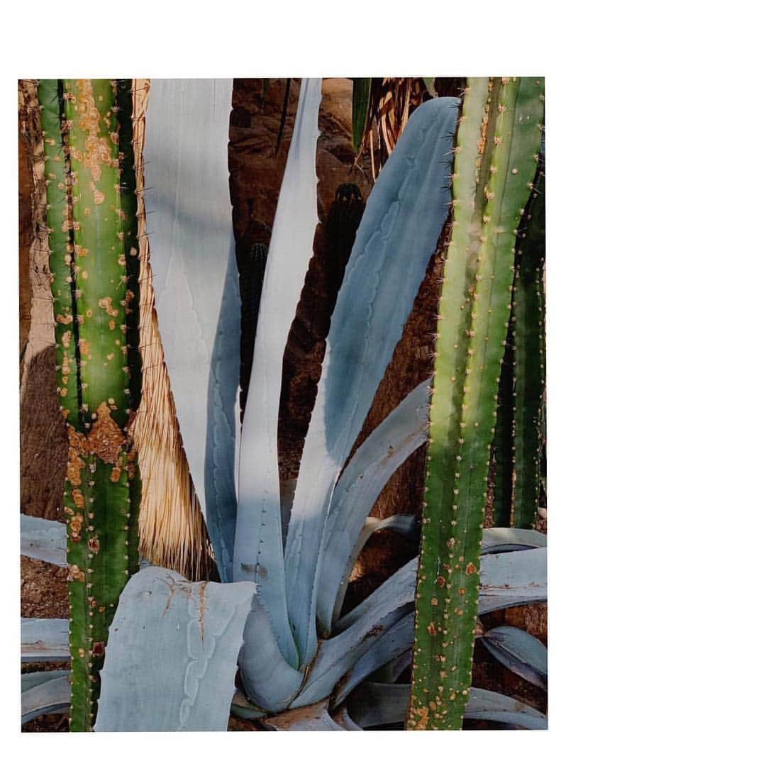 シューマッハさんのインスタグラム写真 - (シューマッハInstagram)「✨#midweekinspiration #greenery #gardendesign #botanical #colormood #dorotheesview #warmerdays #cactus 📸 vis @folia_folia ✨」3月21日 2時13分 - dorotheeschumacher