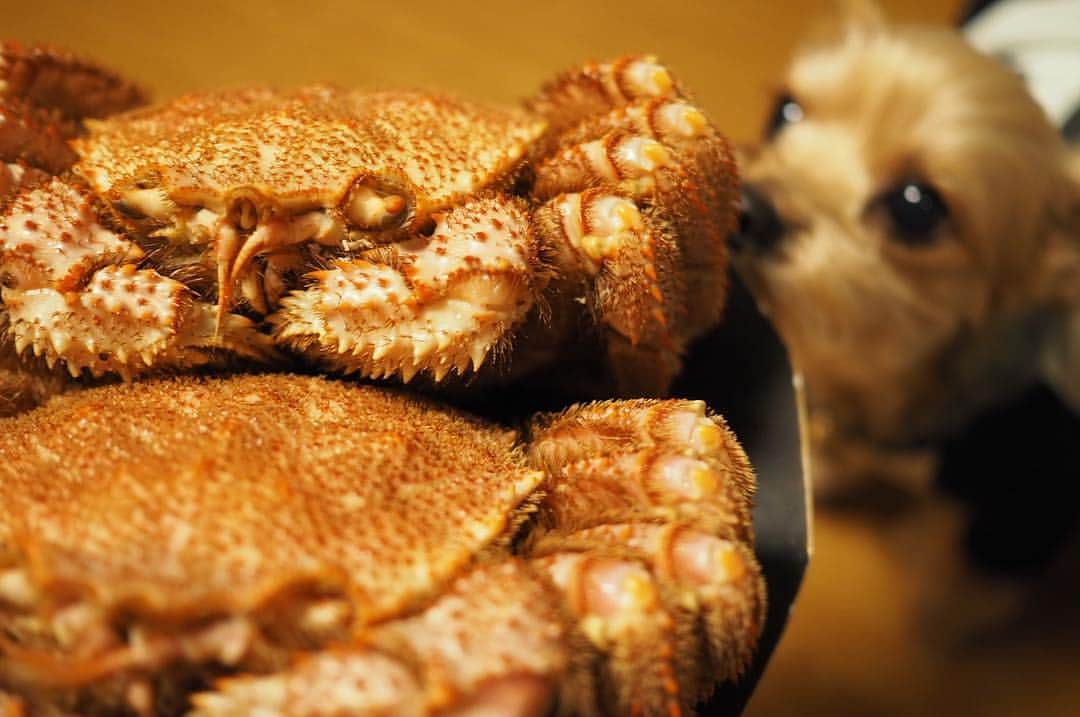 maatamagosanのインスタグラム：「信じられないくらい美味しい毛ガニをいただいた🦀味も甘みも濃くて味噌の旨さの衝撃でとろけそうだった🤤ライカは毛ガニに似てる #ライカとたべもの」