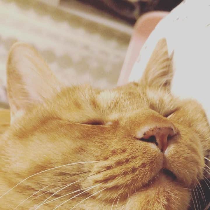 のインスタグラム：「すやとらは夢を見ているようだ #きょうのとらやん」