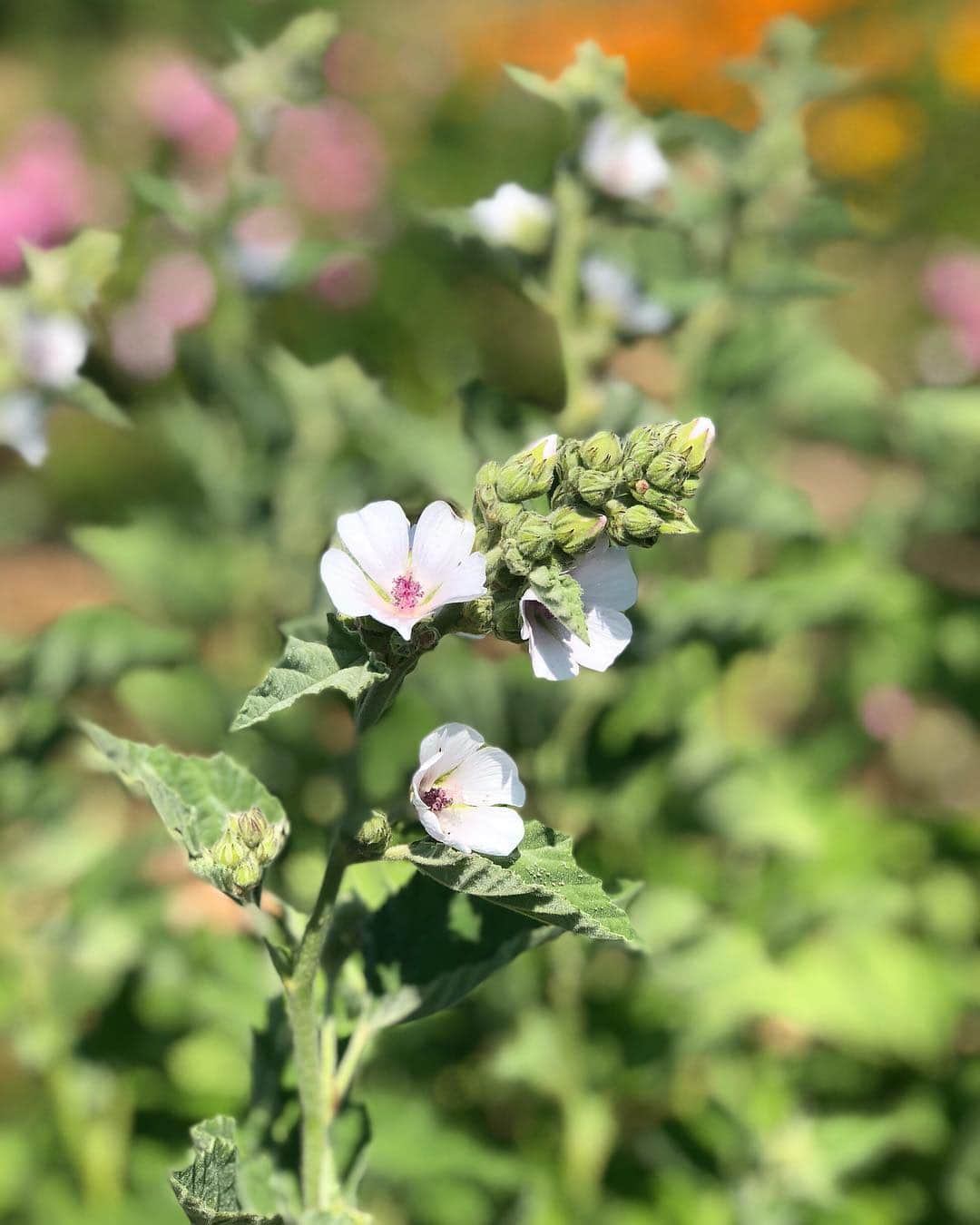 Neal's Yard Remediesさんのインスタグラム写真 - (Neal's Yard RemediesInstagram)「Happy first day of Spring! 🌼🌸🌻 It’s always such a magical time of the year at our eco-factory and we can’t wait for it to bloom! This☝🏼is a herb called marshmallow, we grow it to make a herbal tincture which is used in our products, including Comfrey & Mallow Foot Balm.💙」3月21日 2時48分 - nealsyardremedies
