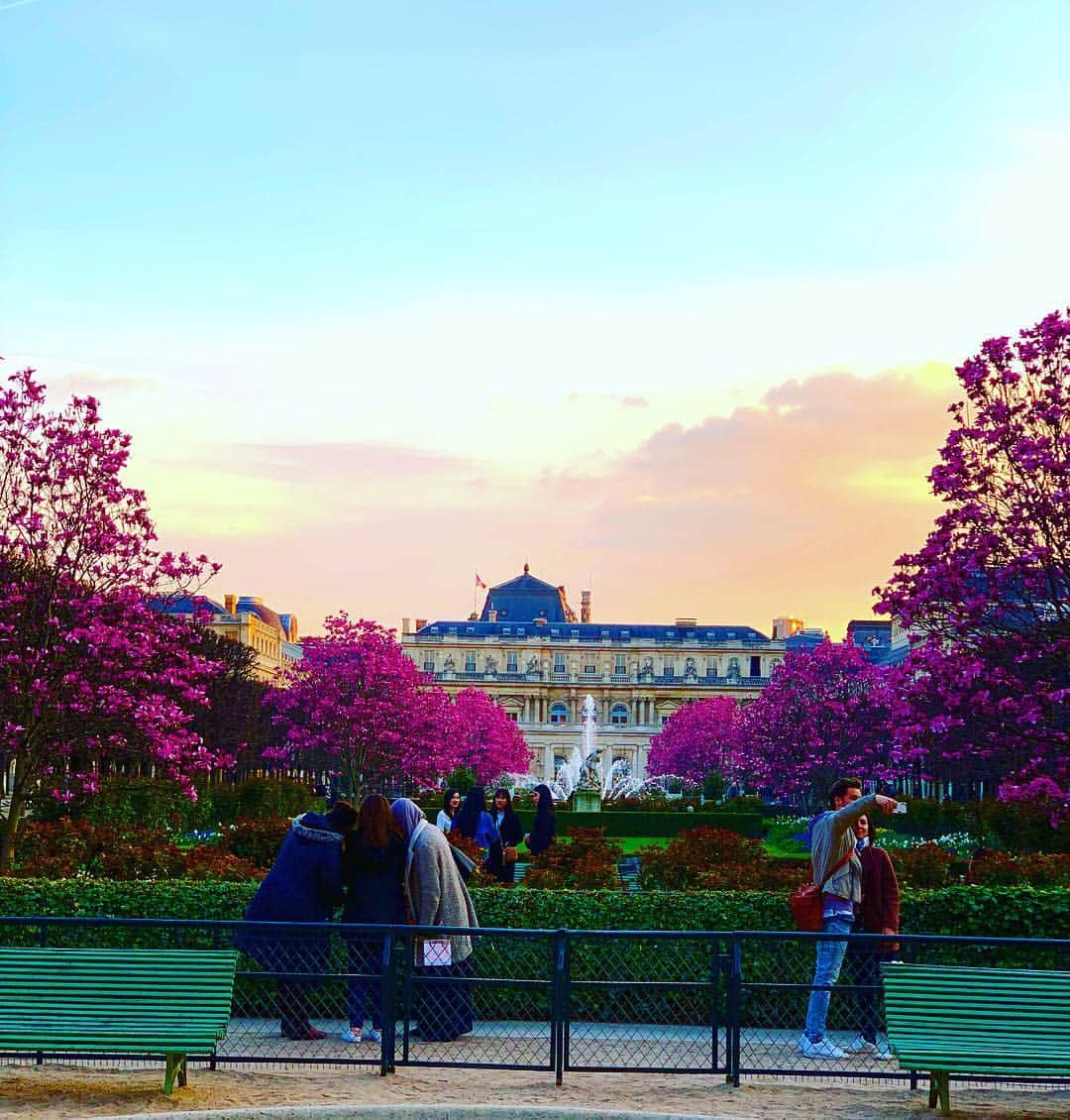ミッシェルクランさんのインスタグラム写真 - (ミッシェルクランInstagram)「Incredible sunset over the Palais Royal gardens tulips trees tonight while walking the puppies @dingo.jules.jim #palais_royal #paris in the spring #yellow isn’t the only color for Paris 💗🌸💗」3月21日 2時49分 - mimi_liberte_michel_klein