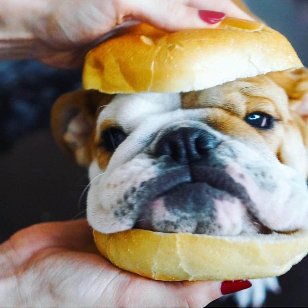 Bodhi & Butters & Bubbahさんのインスタグラム写真 - (Bodhi & Butters & BubbahInstagram)「You’re so cute, I could just eat you up! . . . . #bulldog #puppy #yummy #love #toocute #friends #not #food @itmepepperoni」3月21日 2時53分 - keonistuff