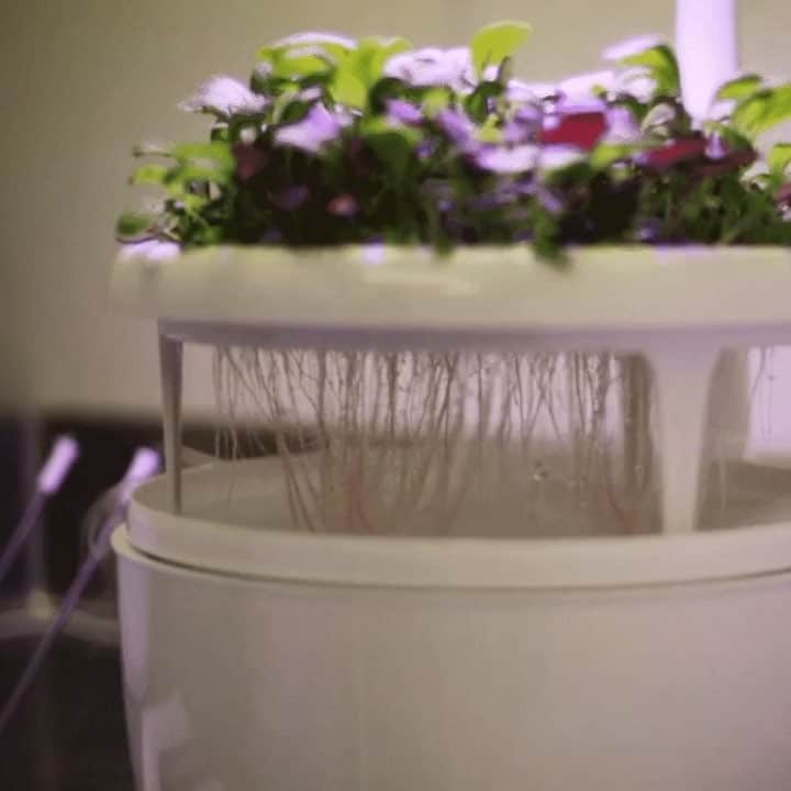 のインスタグラム：「“Learning how long it takes to grow something adds value.” 🌱 … Happy #SpringEquinox! The turn of the season is a reminder of the power and fragility of renewable resources. Join Abram Bissell (@abrambissell), executive chef and director of the two-Michelin-starred restaurant The Modern (@themodernnyc), along with MoMA’s cafes, Terrace 5 and Café 2, in the kitchen to take a look at the future of renewable harvesting, The Modern’s version of foraging in the city, and get a few tips for the home cook: mo.ma/springatthemodern (link in bio) … [Photos by Rose Liu]」