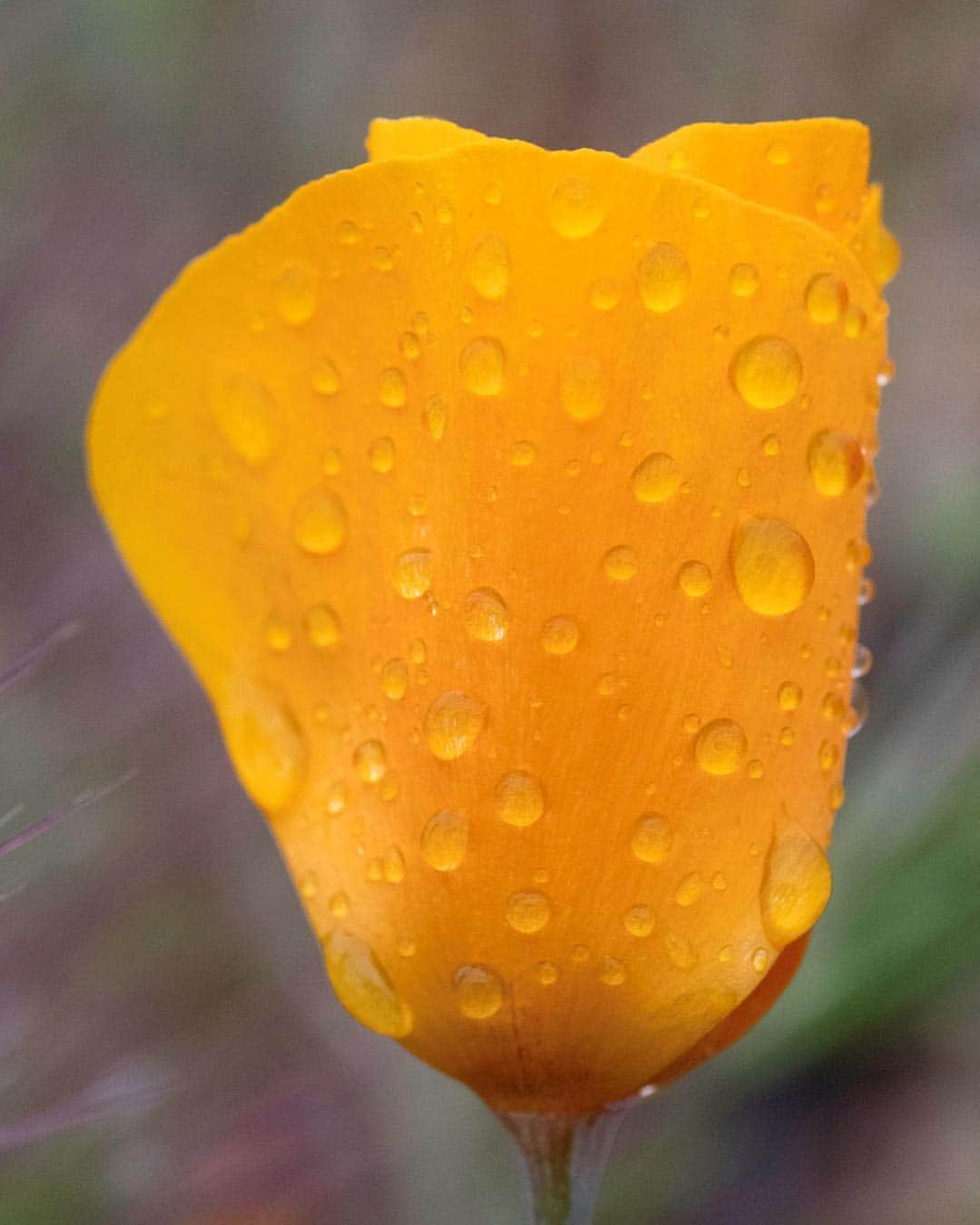 Ricoh Imagingさんのインスタグラム写真 - (Ricoh ImagingInstagram)「Happy Spring! It’s finally here! Captured by our brand ambassador @kerrickjames5. #k1mkii 1/500 sec, f/11 ISO 6400」3月21日 3時16分 - ricohpentax