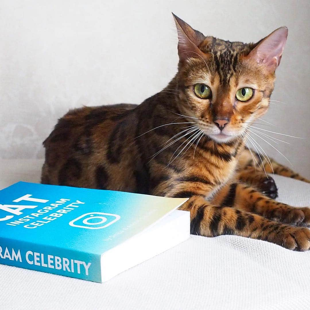 Celeb Bengal Cat · Simbaのインスタグラム：「Only 1 student in March🔥 Make Your Cat an Instagram Celebrity 🐯 Enroll for my FREE 9-Day Email Course 💫 ✨ simbathebengal.com/free-cat-instagram-email-course {Link in BIO @simbathebengal2015}  #cat #marketing」