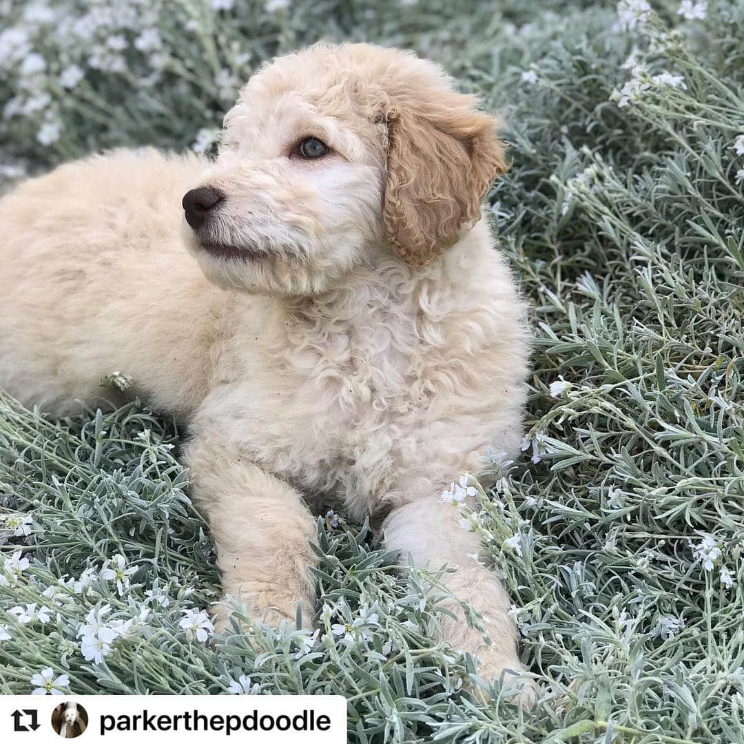 シャロン・ローレンスさんのインスタグラム写真 - (シャロン・ローレンスInstagram)「His eyes remind me of the #firstdayofspring 💚#Repost @parkerthepdoodle ・・・ I remember my ‘furst’ #firstdayofspring 🌼Hope you enjoy this beautiful season. 📷by Momma @sharonelawrence  #doodlesofinstagram #goldendoodlesofinstagram #springbreak  #spring」3月21日 3時44分 - sharonelawrence