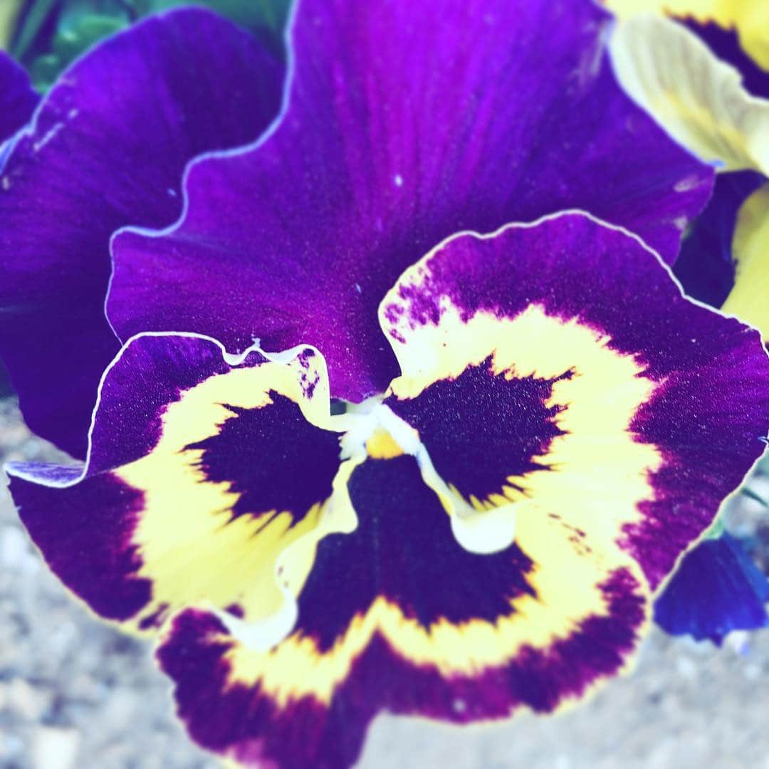 中野敬久さんのインスタグラム写真 - (中野敬久Instagram)「まあ顔にみえますよね。#face #flower #flowersoflife #areyouangry #areyouhappy」3月21日 9時16分 - hirohisanakano