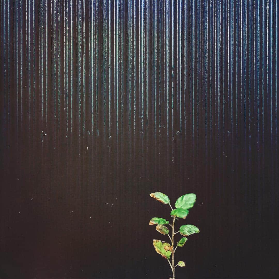 まめのインスタグラム：「Wish. . . 石粉粘土と格闘中(´-`) . #ザ壁部 #トタニズム #壁と植物 #夜中にこっそり #ihaveathingforwalls #walls_talking . #mwjp #igersjp #indies_minimal #hueart_life #reco_ig #shotoniphone #youmobile #wearegrryo」