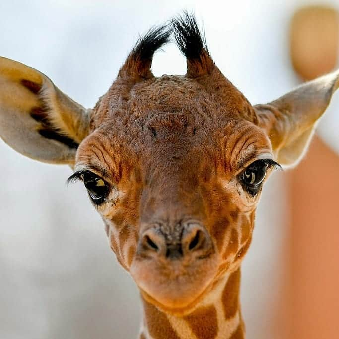 ABC Newsさんのインスタグラム写真 - (ABC NewsInstagram)「Hello! This baby reticulated giraffe at a Hungarian zoo just wants to say hi. (Zsolt Czegledi/MTI via AP) #giraffe #zoo #babyanimals #cuteanimals #animalphotography」3月21日 4時28分 - abcnews