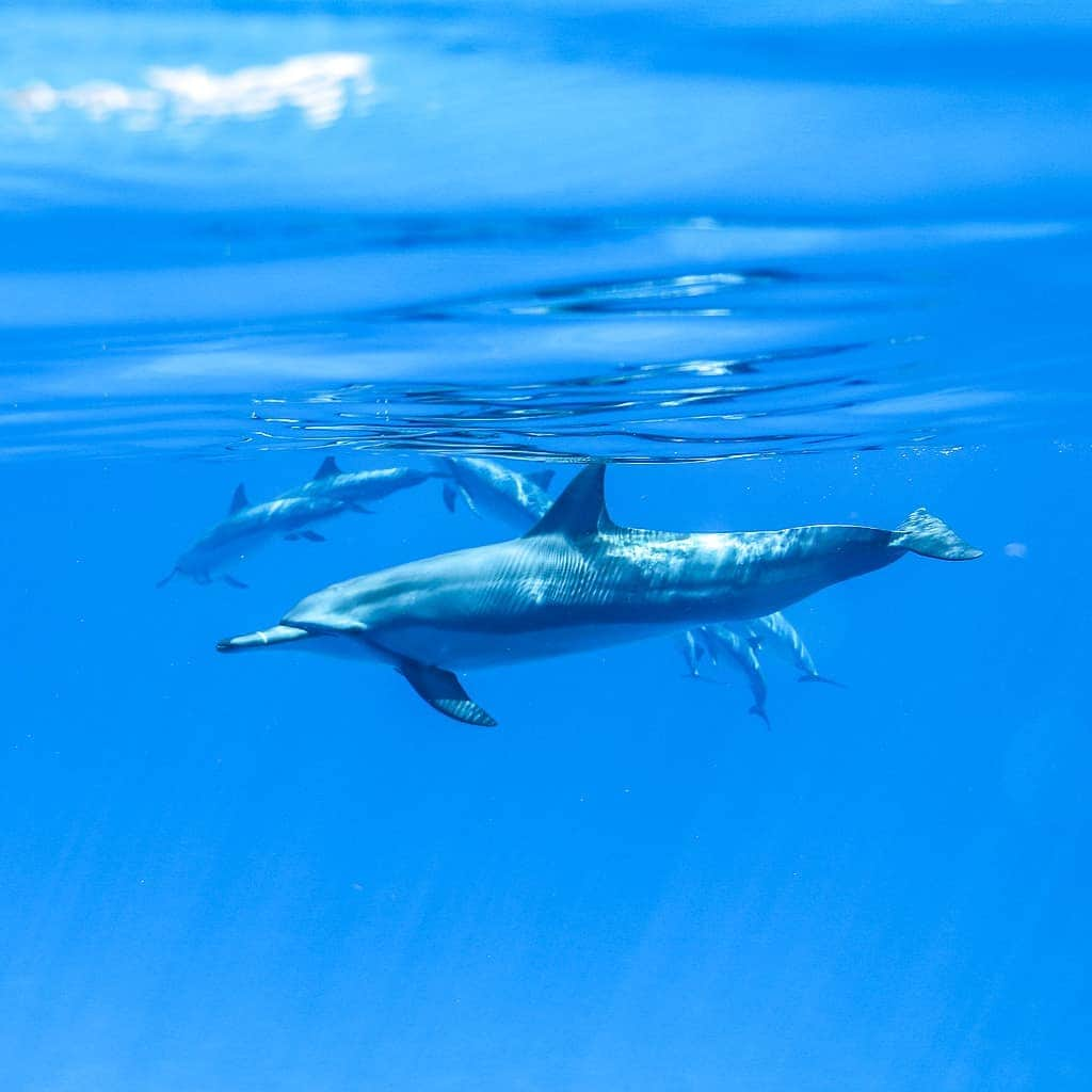 And Youさんのインスタグラム写真 - (And YouInstagram)「Some are just made to stand out from the crowd ✨🐬✨. . . . #individual #standout #dolphinsdaily #underwaterphotography #hawaii」3月21日 4時44分 - dolphinsandyou