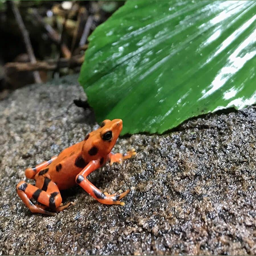 スミソニアン国立動物園さんのインスタグラム写真 - (スミソニアン国立動物園Instagram)「🐸💚 Happy #WorldFrogDay! Our 👩‍🔬scientists are working in Panama to protect frogs from the 🦠 chytrid fungus and put them back in the wild. #WeSaveSpecies #EarthOptimism」3月21日 4時56分 - smithsonianzoo