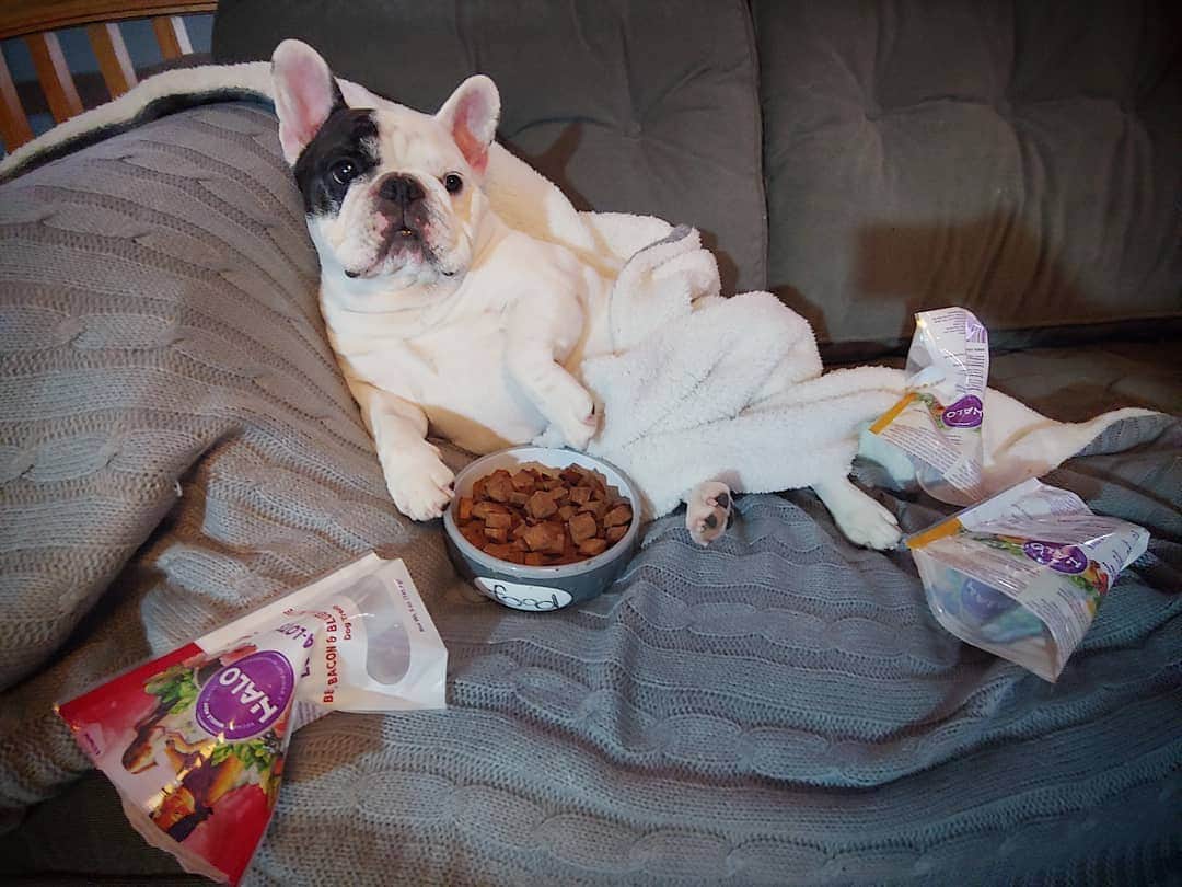 Manny The Frenchieのインスタグラム：「So I forgot with warmer spring weather means RAIN! And on hump day?! 🌧😢 I'm gonna need more snacks!!」